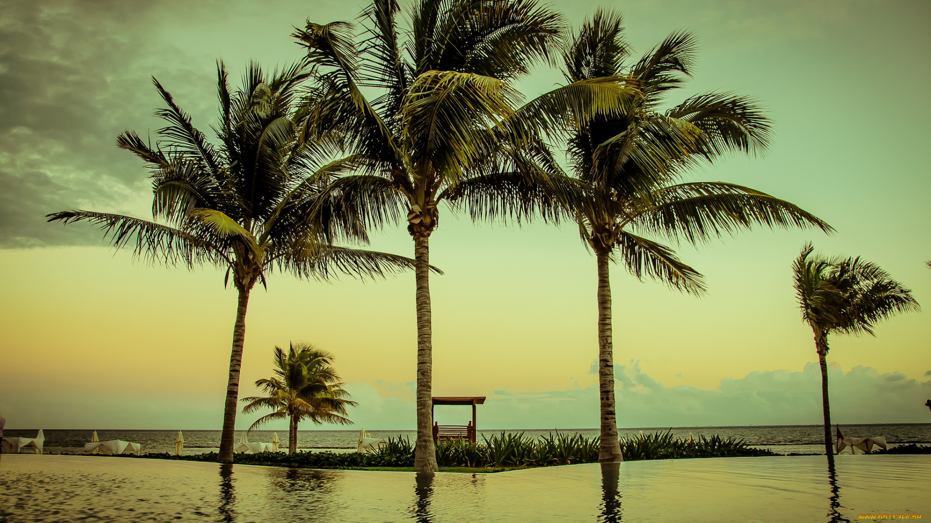 природа, тропики, пальмы, океан