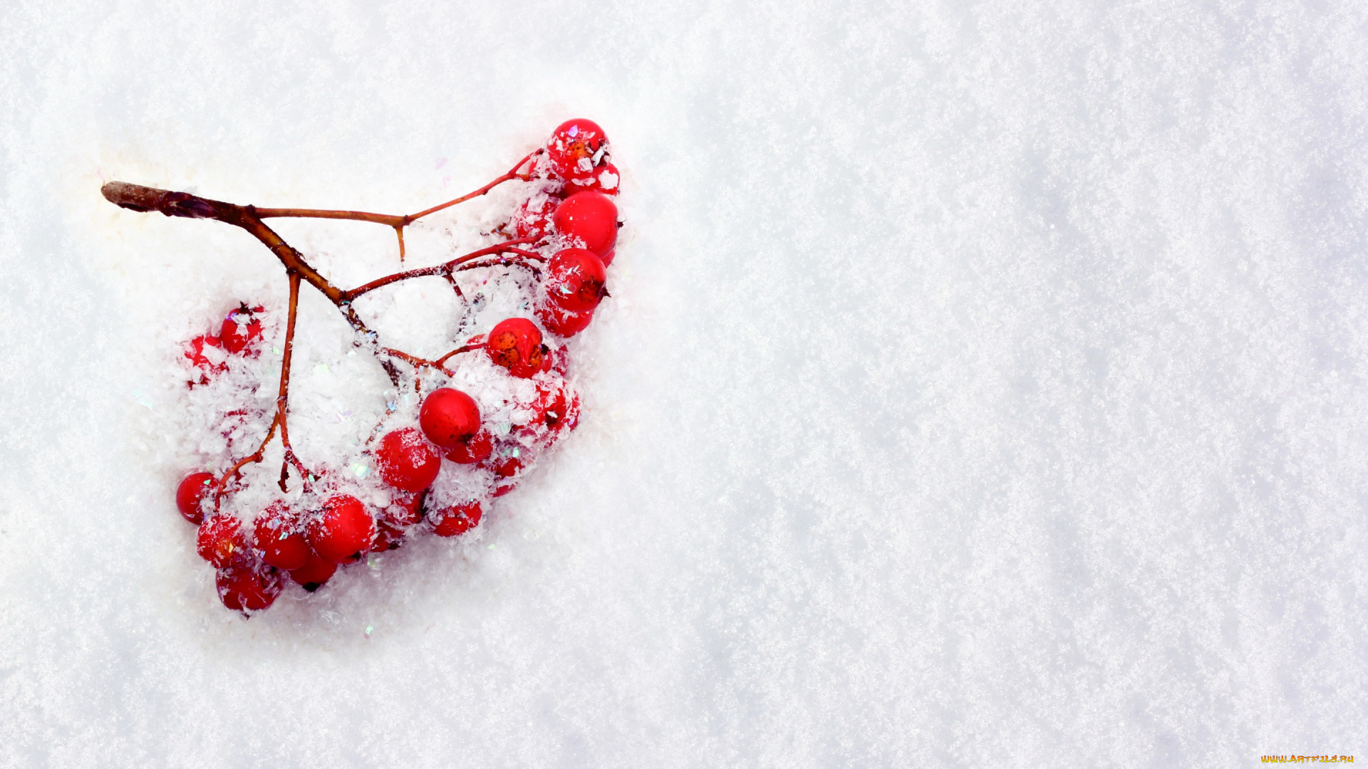 природа, Ягоды, , рябина, ягоды, рябина, ветка, снег, зима