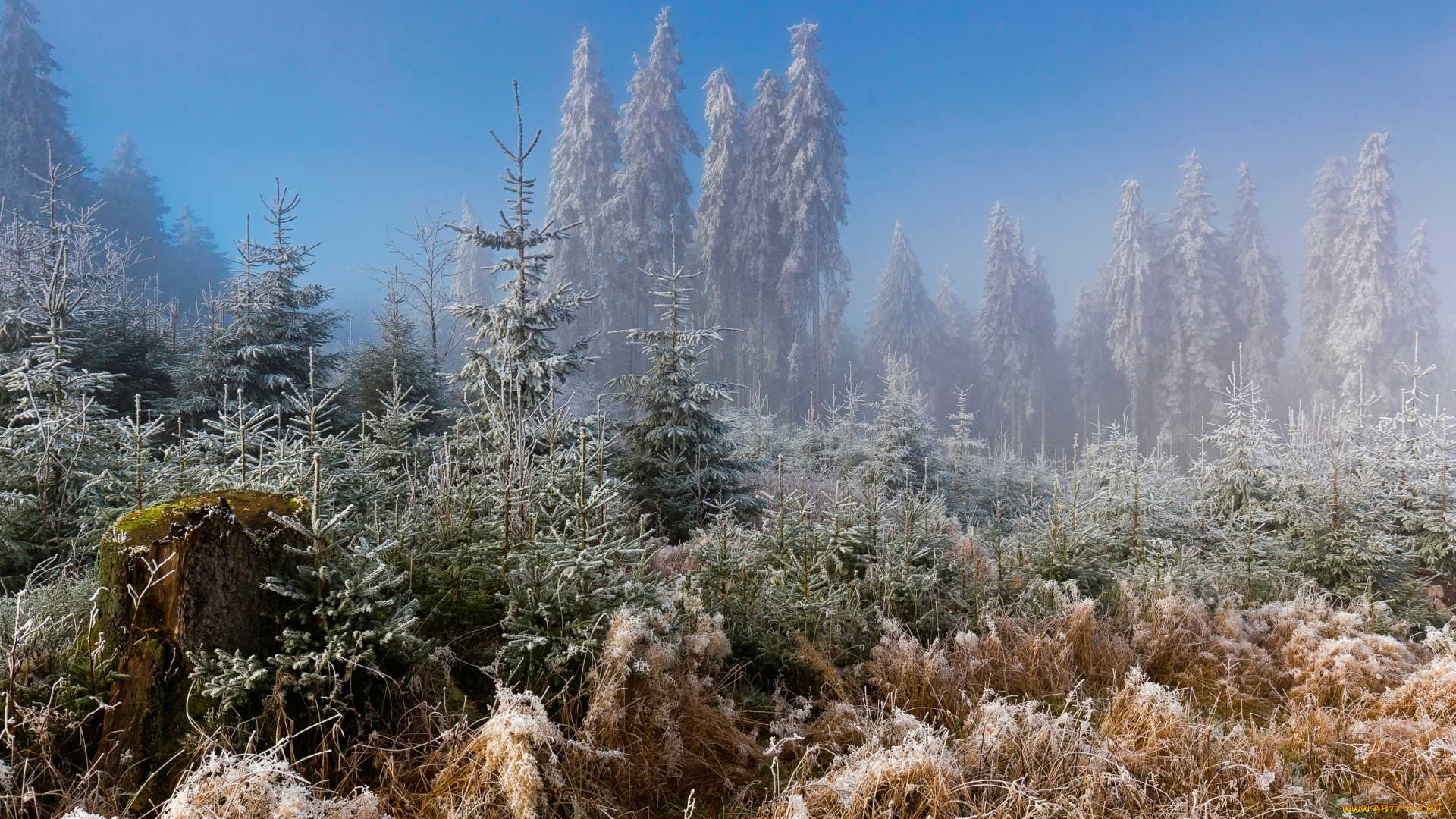 природа, зима, лес, иней, мороз