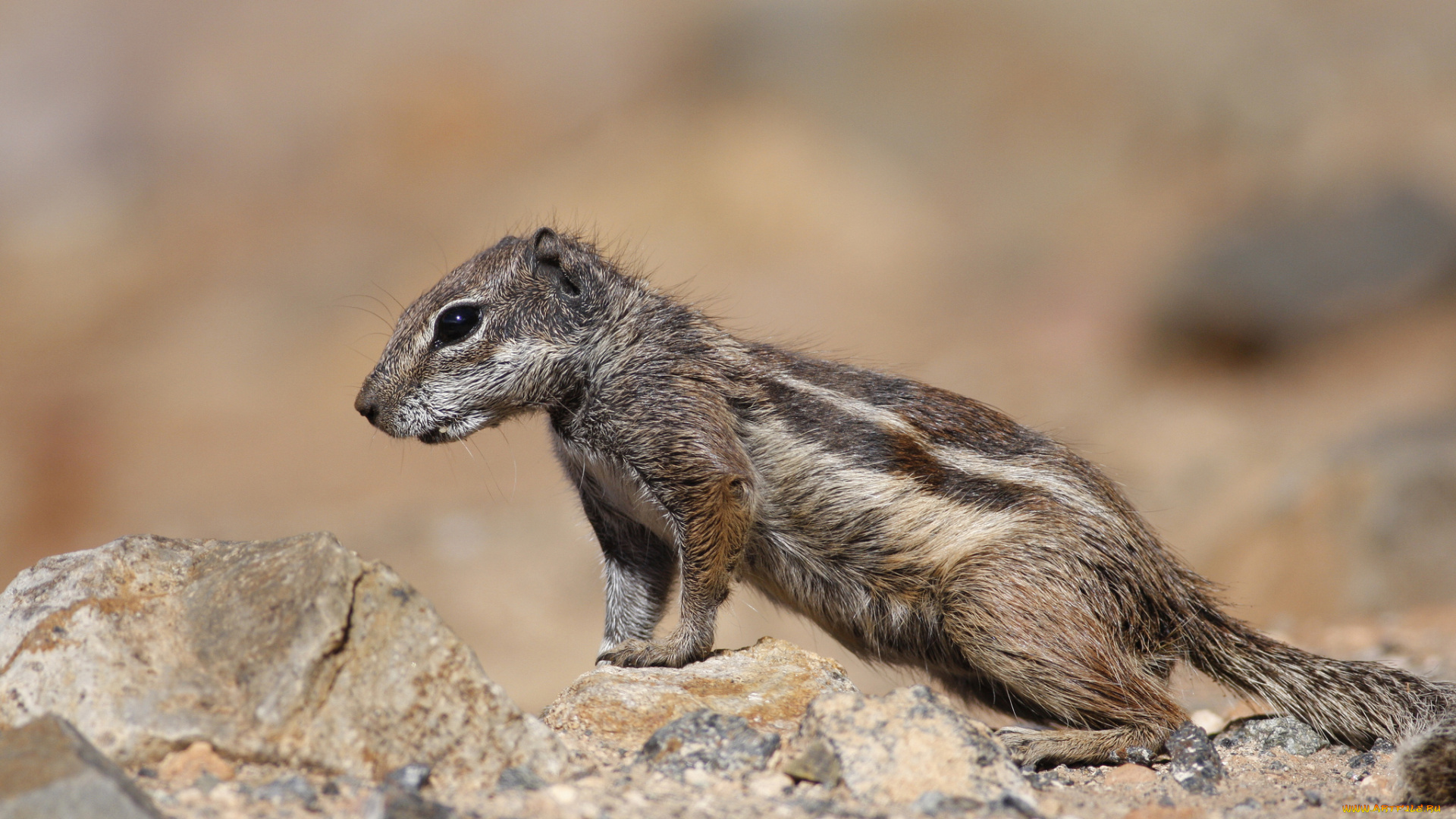 животные, бурундуки, бурундук, природа, грызун, зверёк