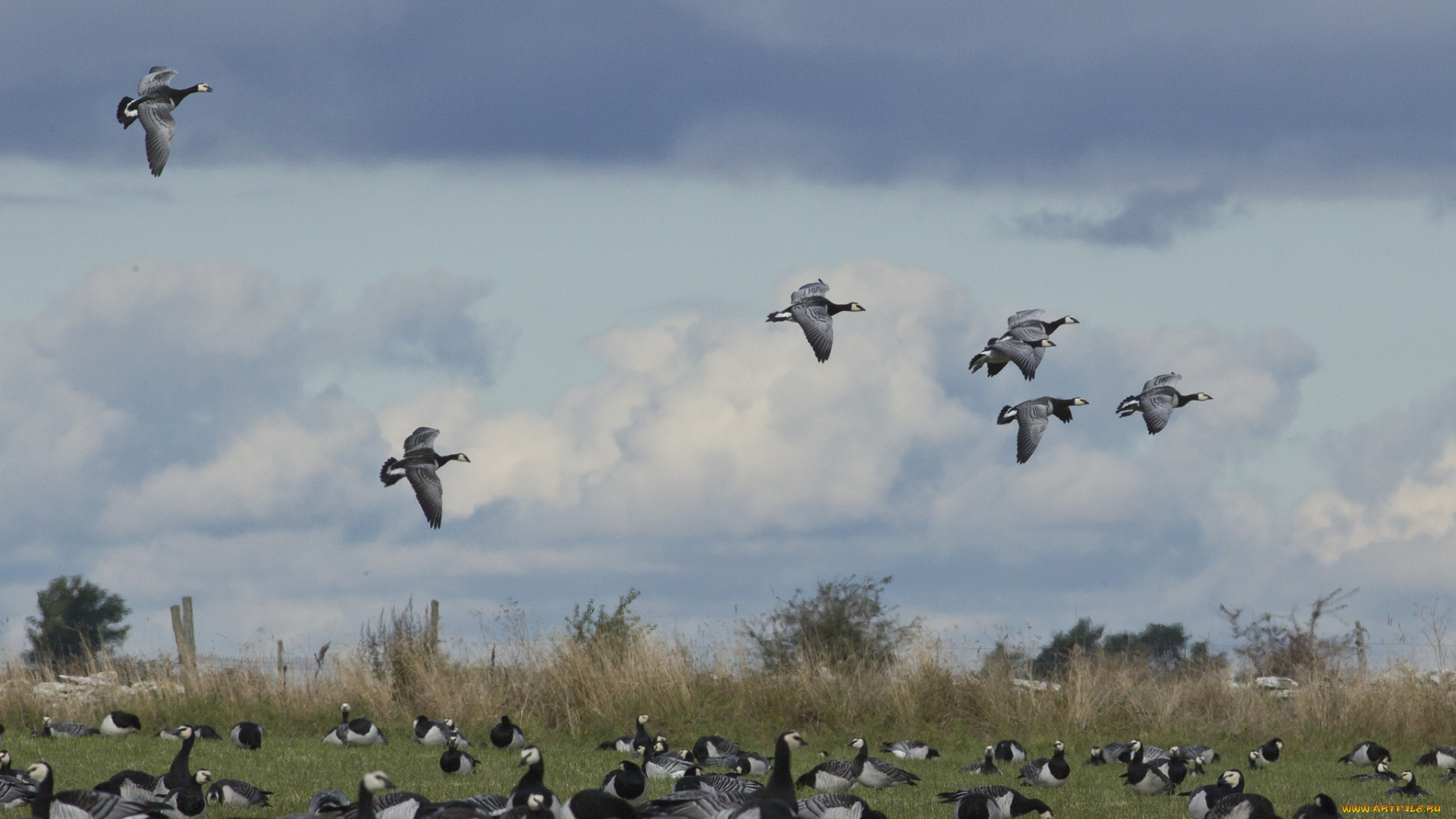 животные, гуси, стая, птицы, дикие, поле, полёт, небо