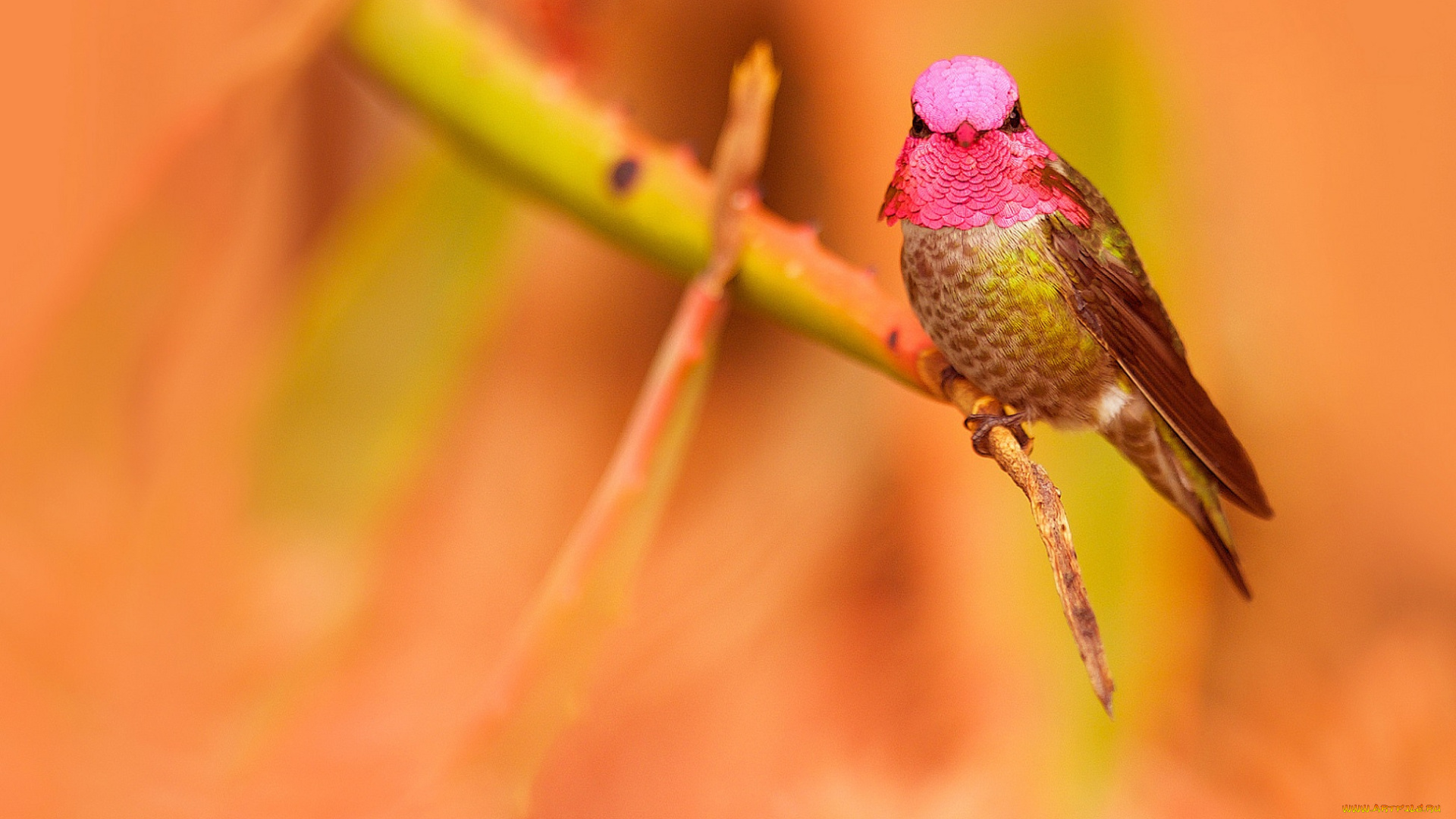 животные, колибри, птица, ветка