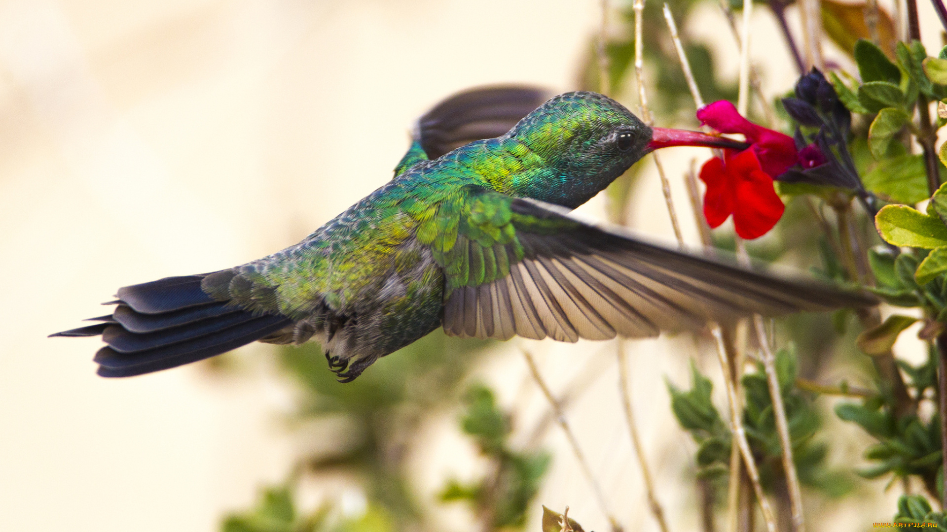 животные, колибри, птичка