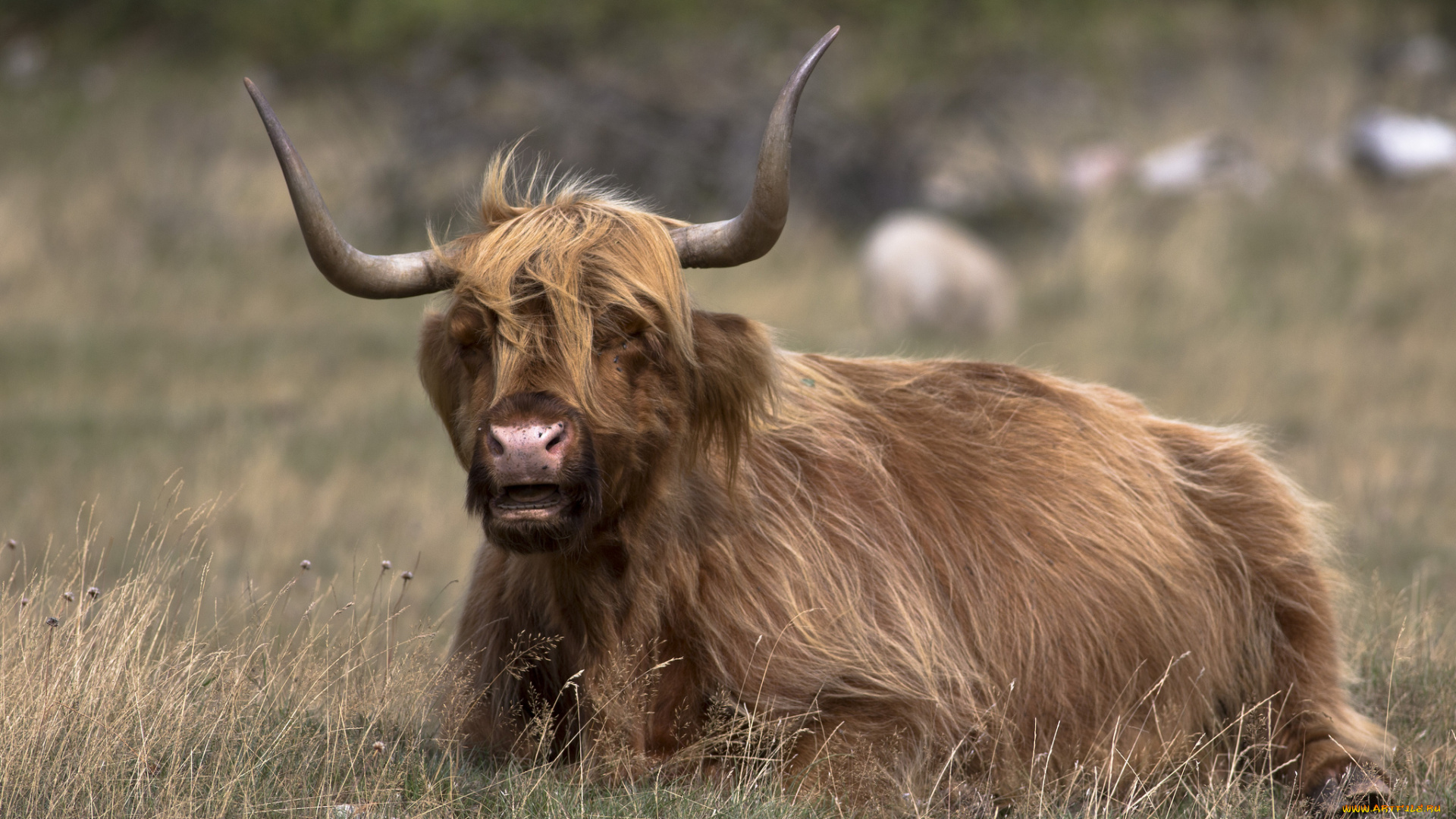 животные, коровы, , буйволы, трава, поле, бык