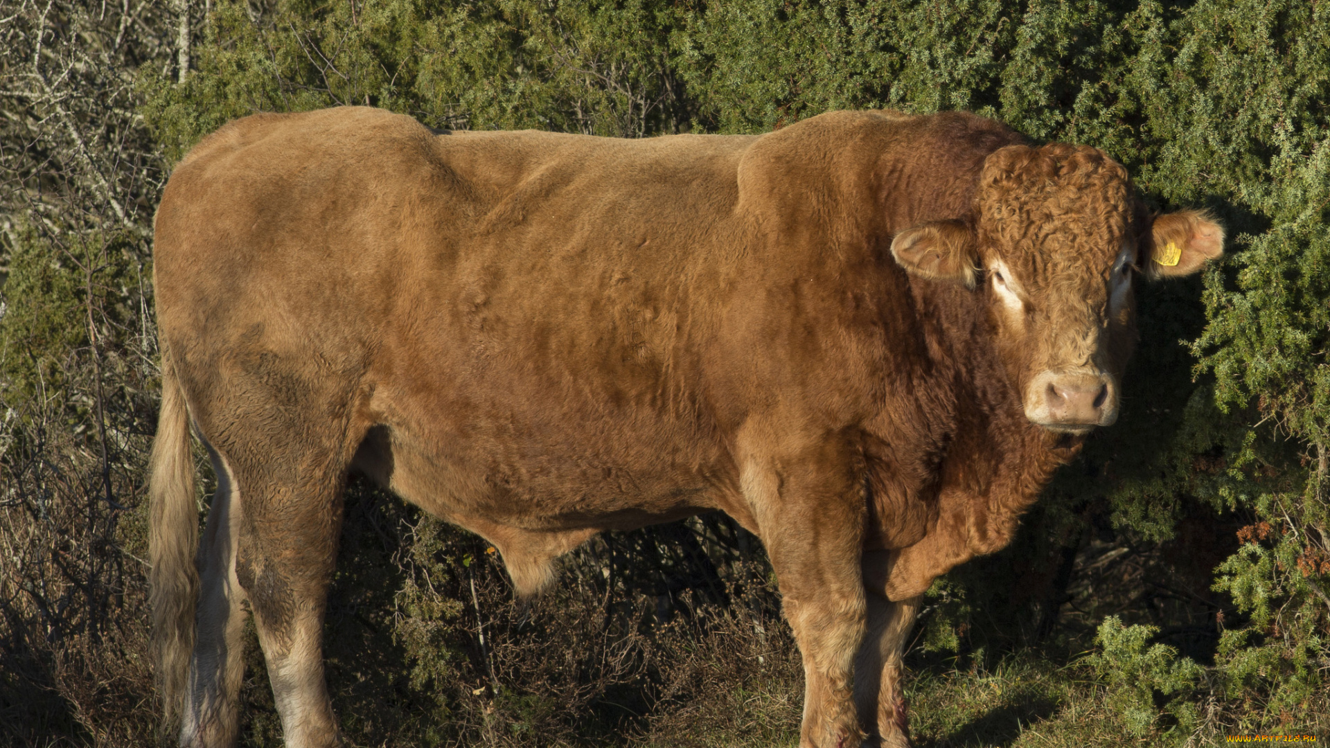 животные, коровы, , буйволы, зелень, растения, бык, озеро, деревья, природа