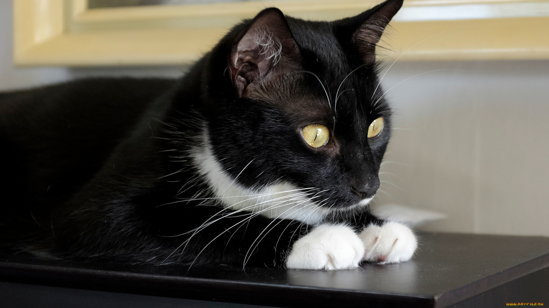 животные, коты, усы, взгляд, коте, ушки, киса