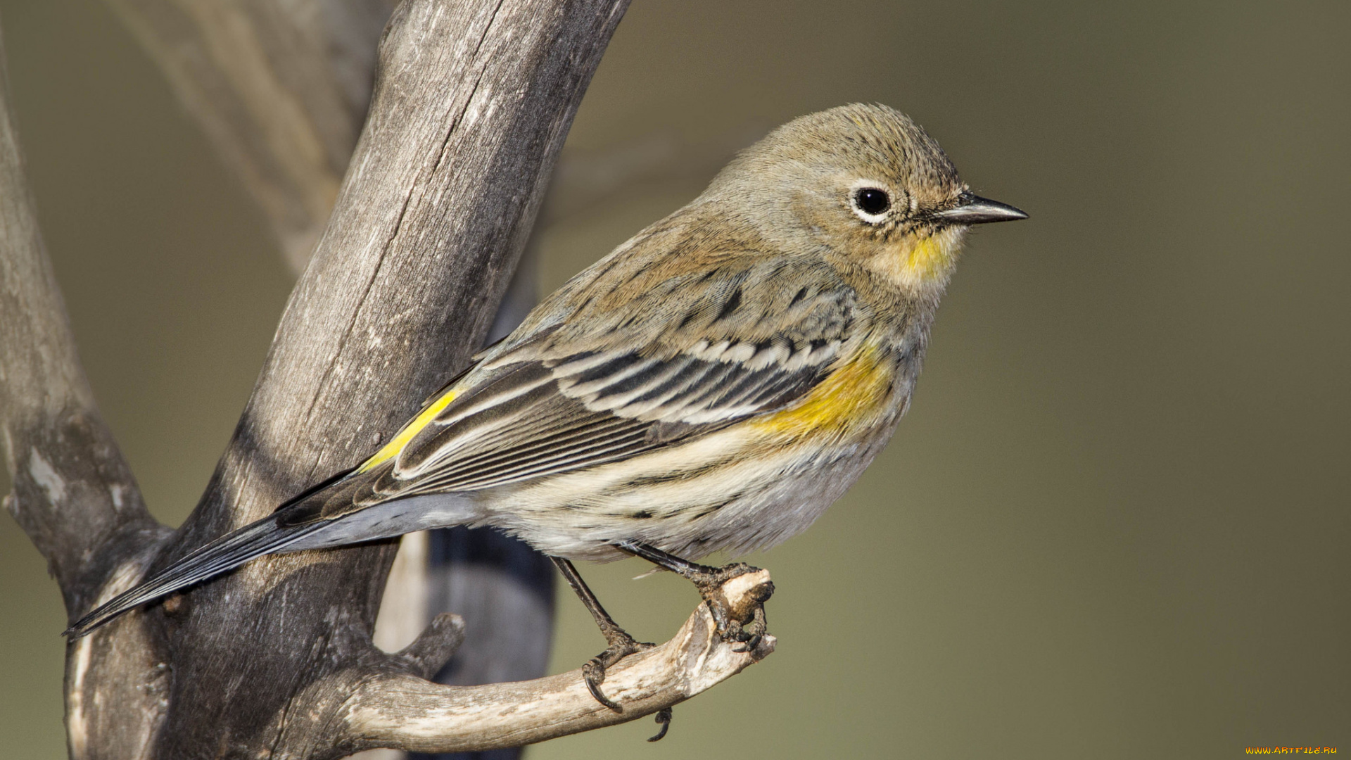 животные, птицы, птичка