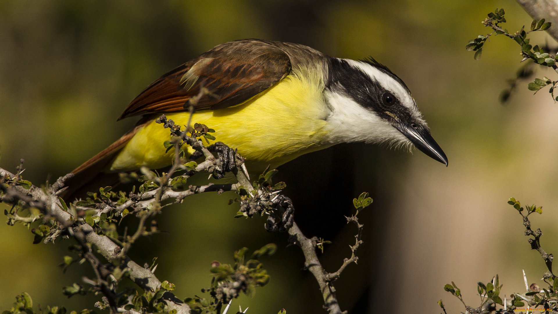 животные, птицы, птичка