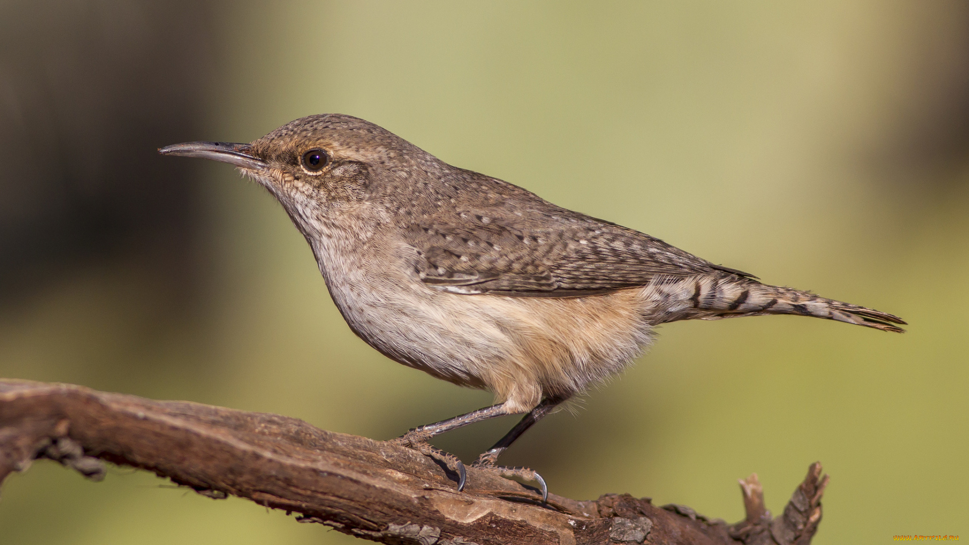 животные, птицы, птичка