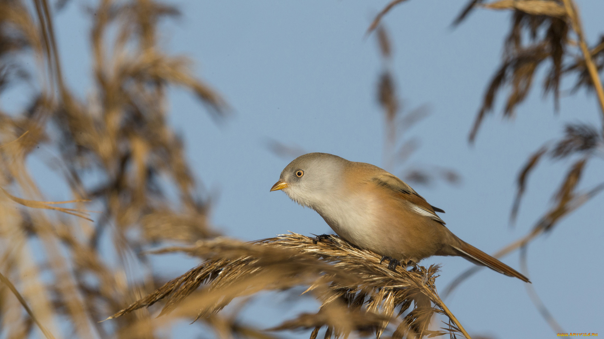 животные, птицы, растения, трава, птичка, осень, небо