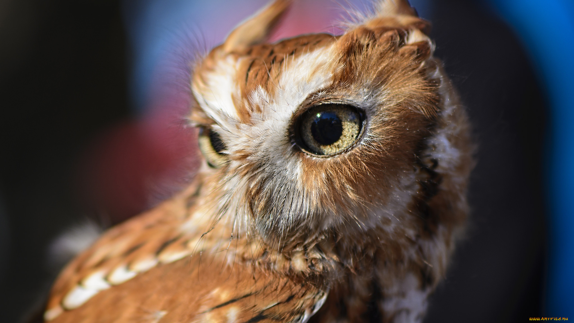животные, совы, сова, голова, глаза, оперение