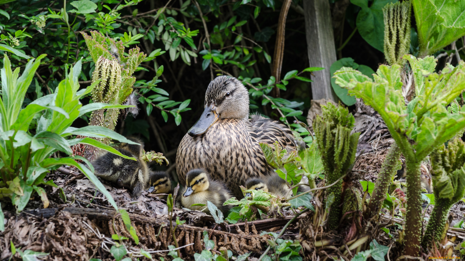 животные, утки, утка, птенцы