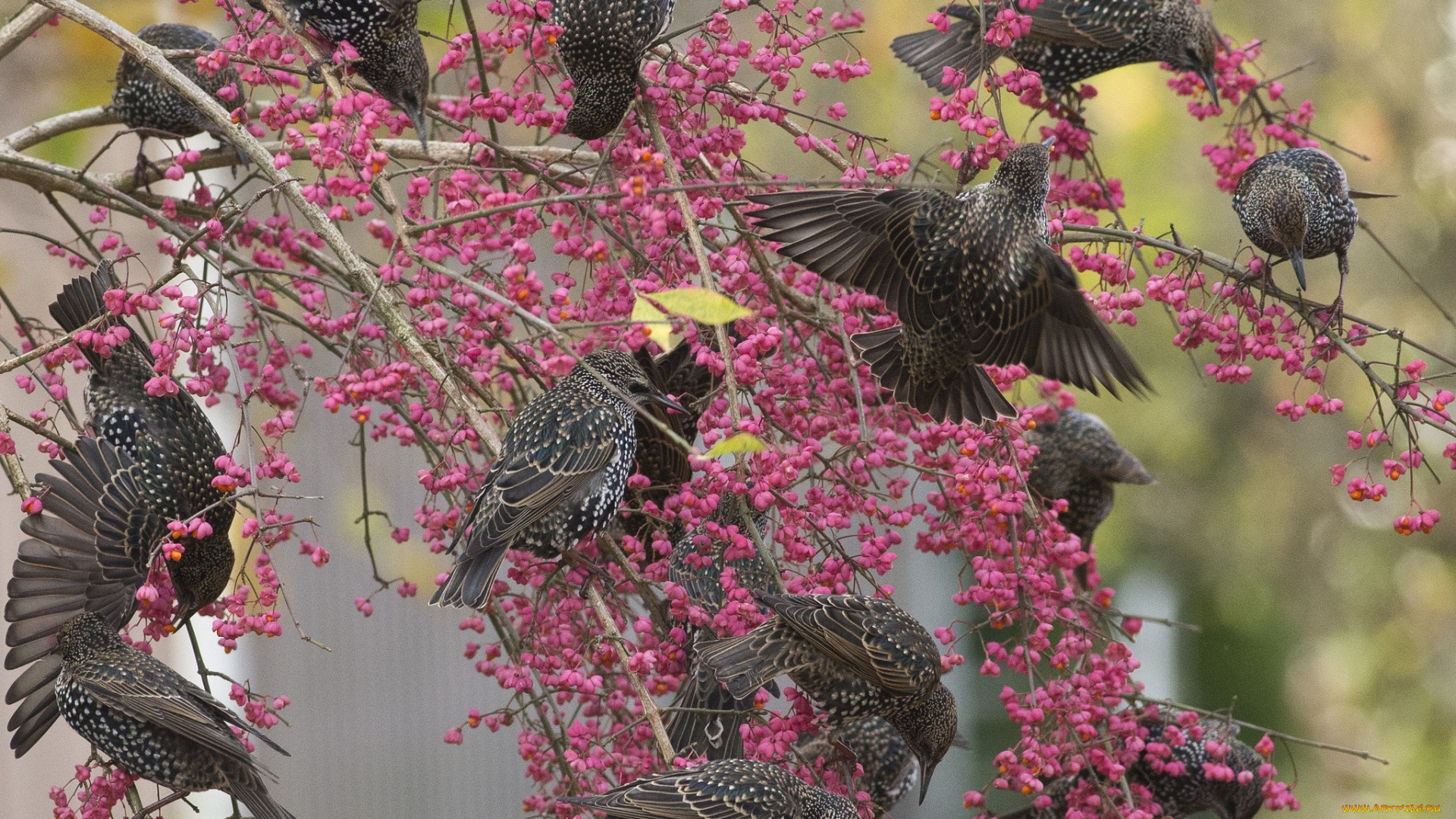 животные, вороны, , грачи, , галки, стая, цветы, цветение, ветки, куст, грачи, птицы