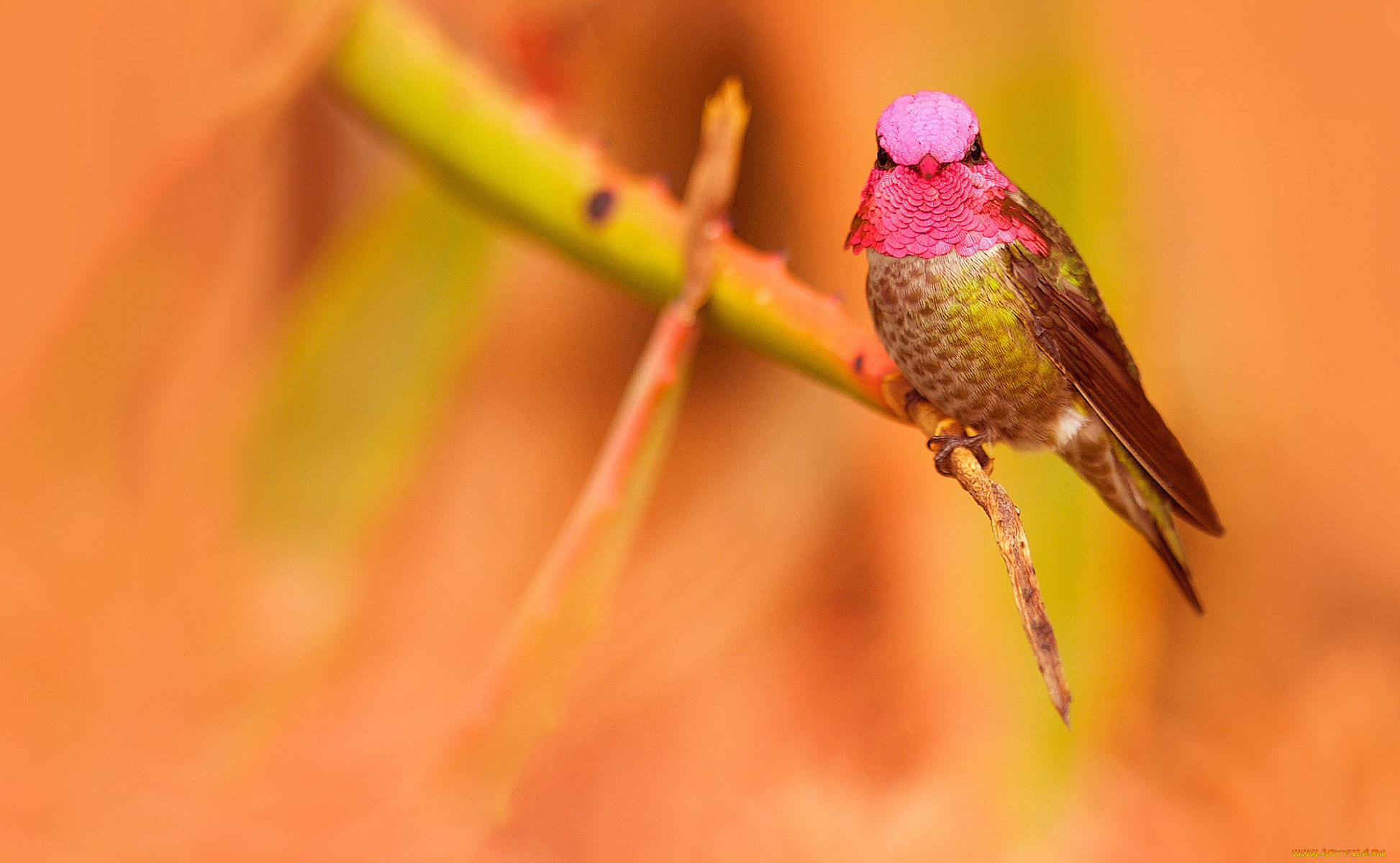 животные, колибри, птица, ветка