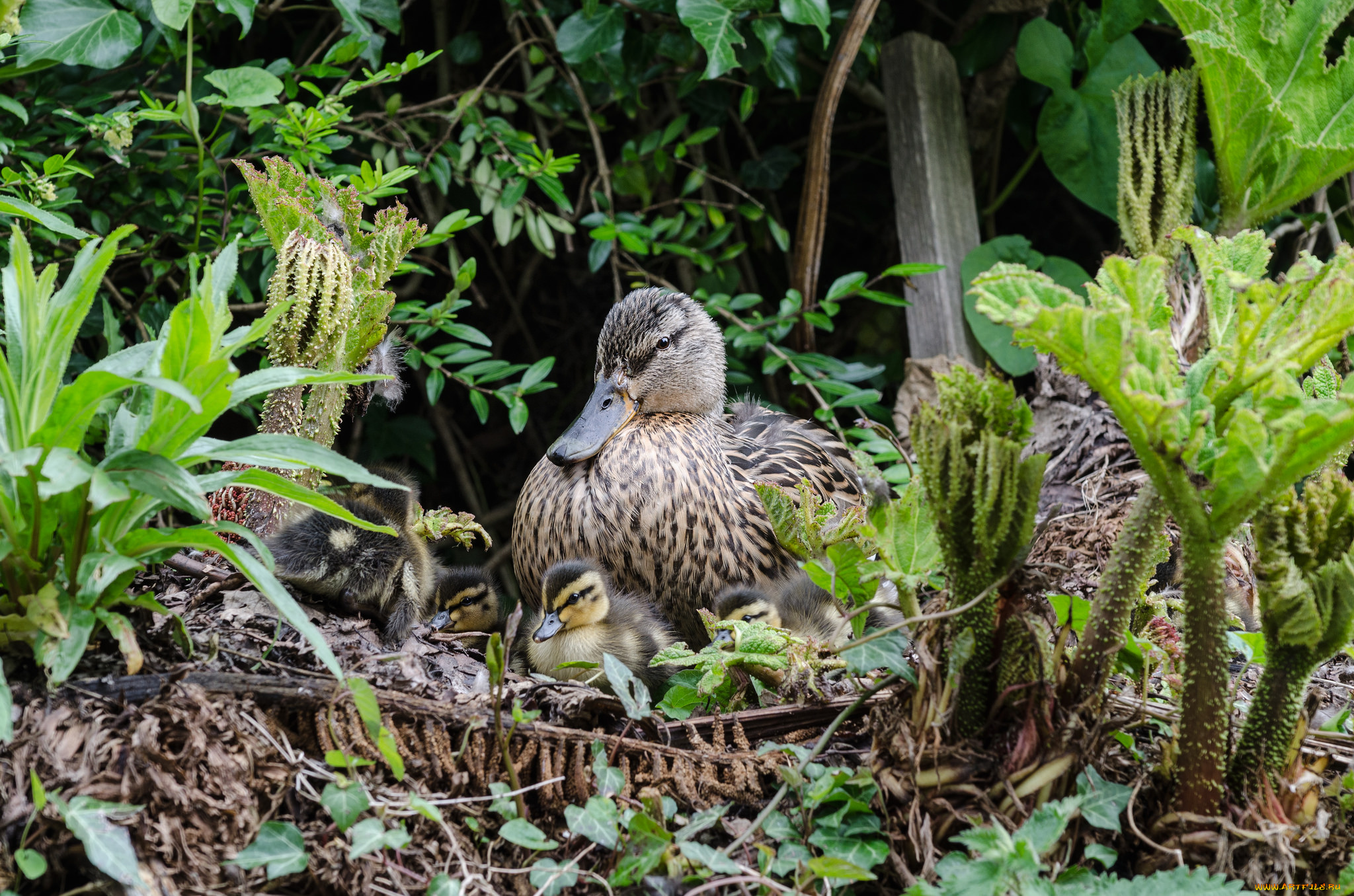 животные, утки, утка, птенцы