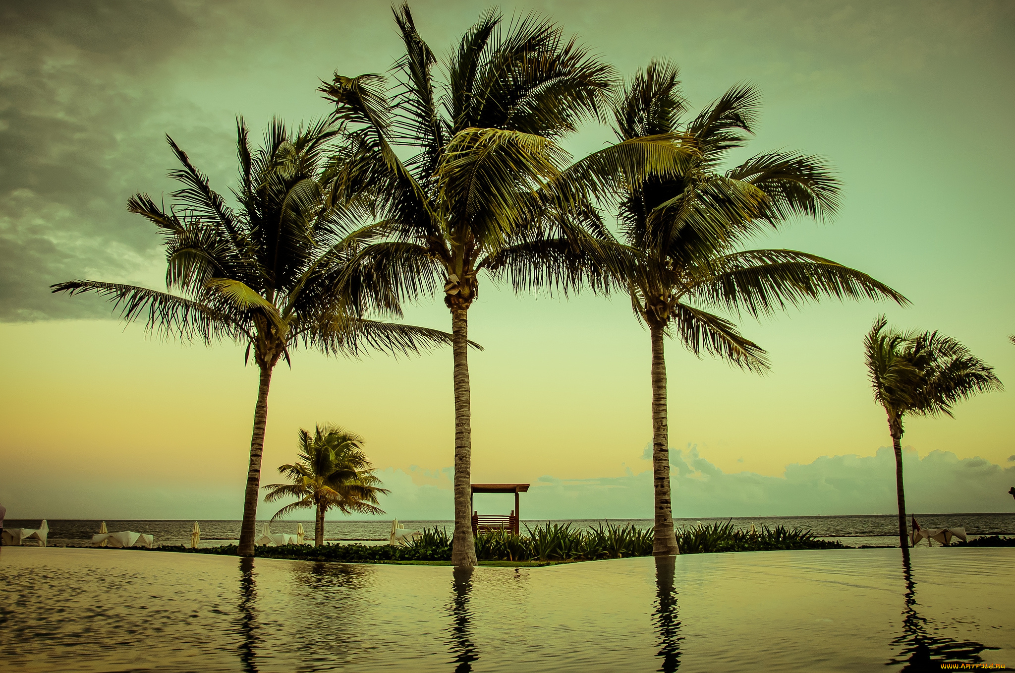 природа, тропики, пальмы, океан