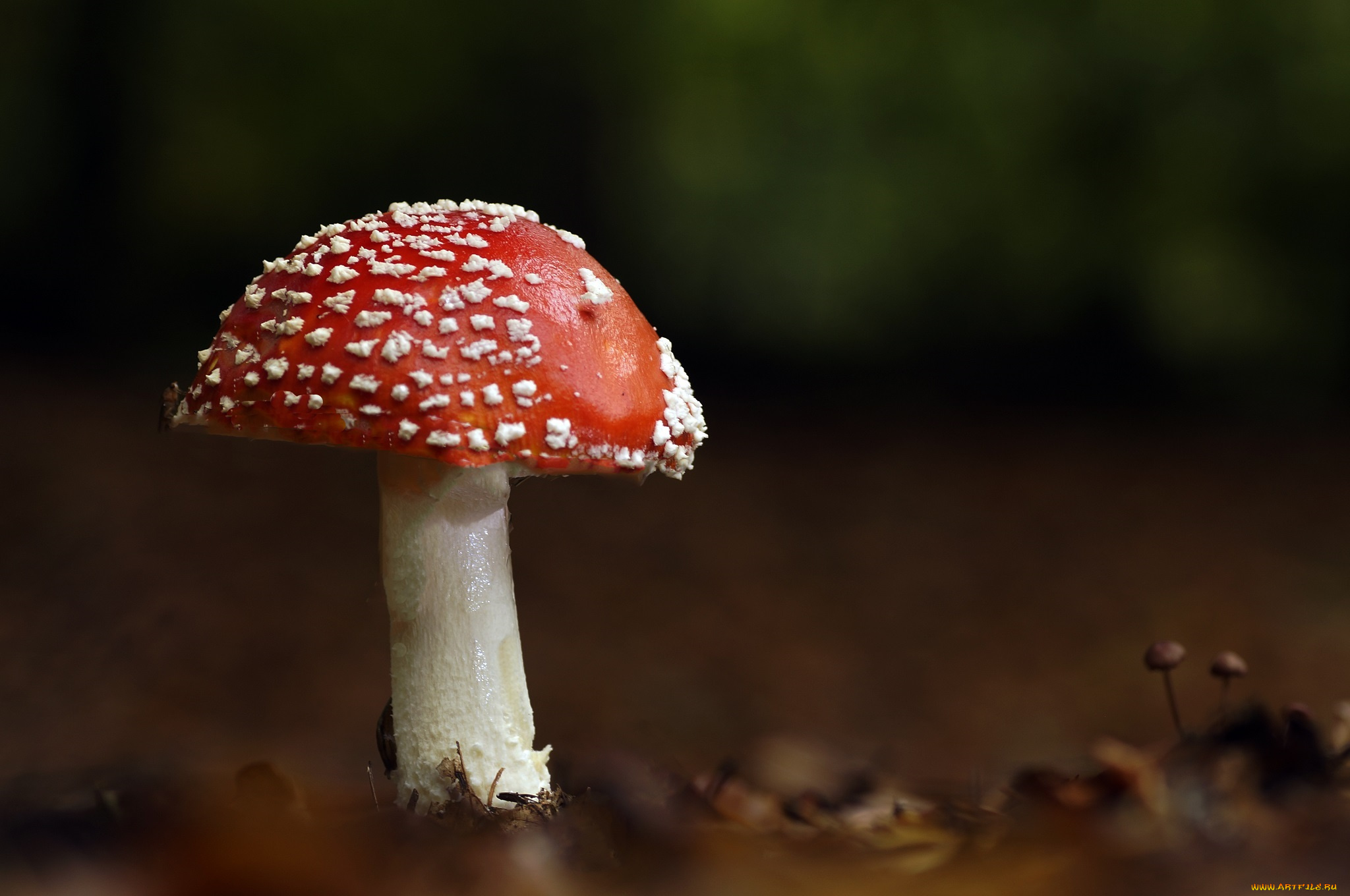 природа, грибы, , мухомор, шляпка