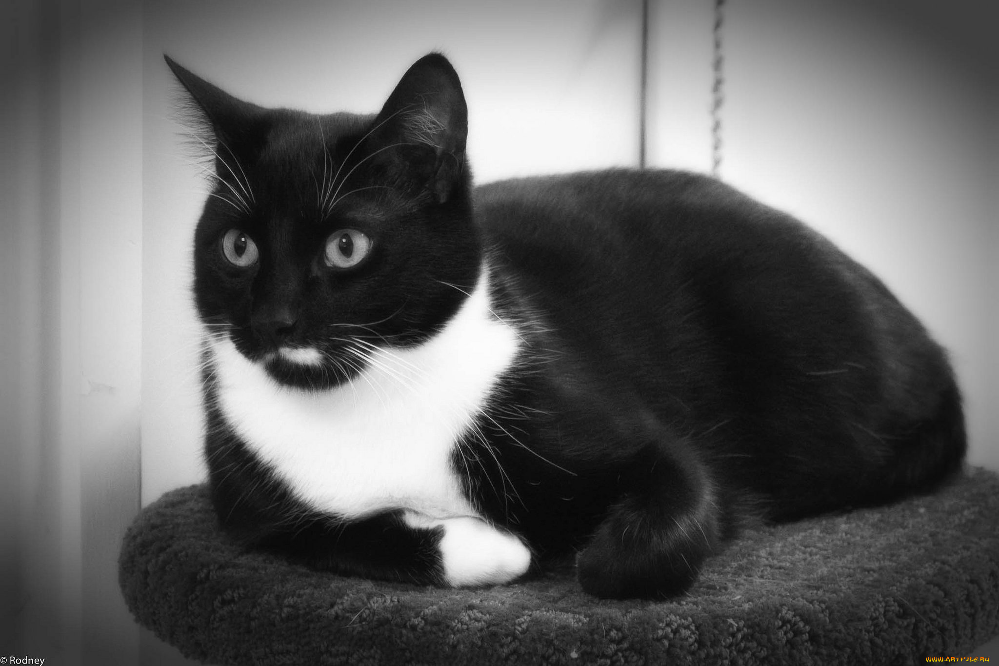 животные, коты, коте, ушки, усы, взгляд, киса