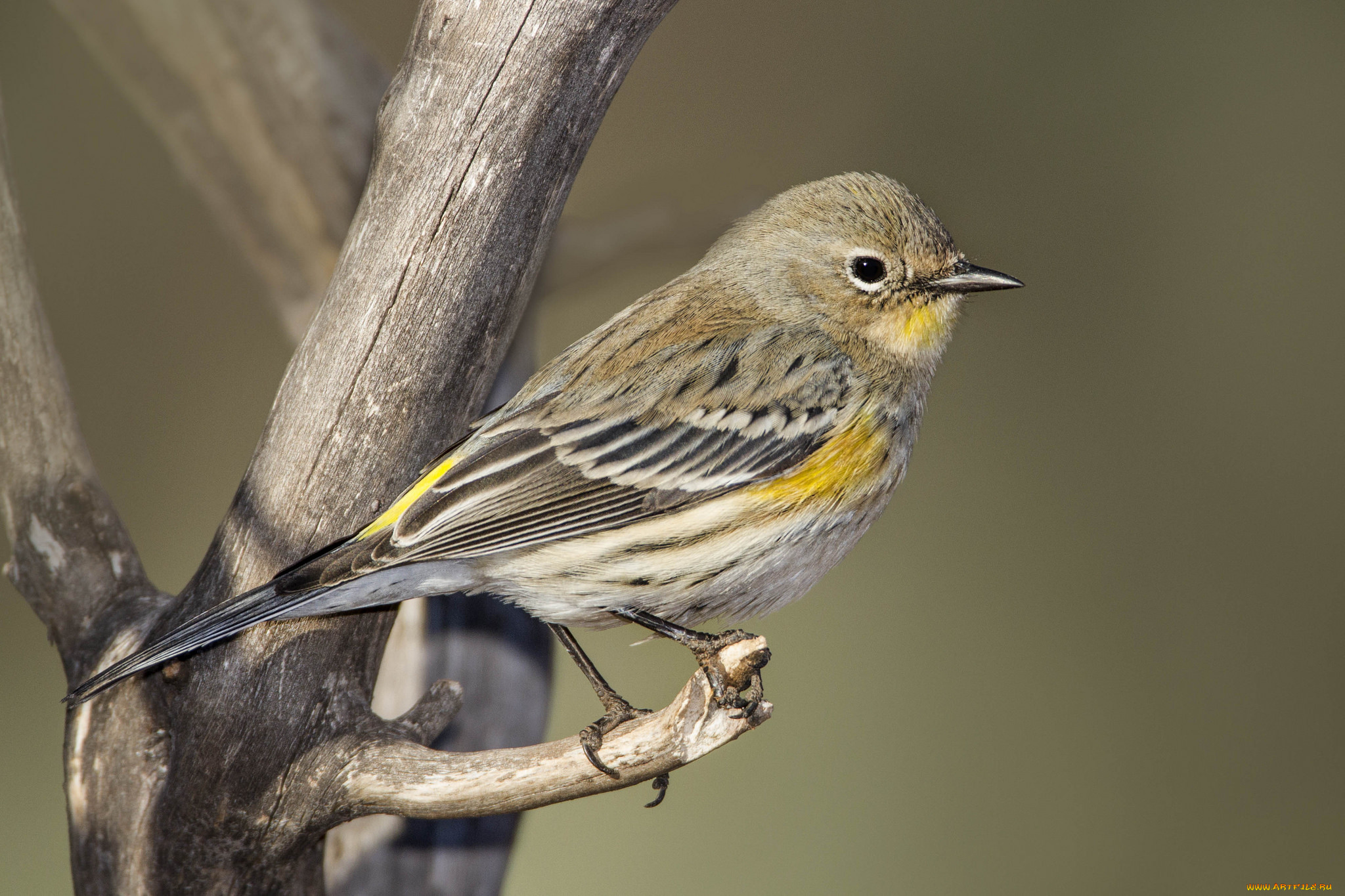 животные, птицы, птичка