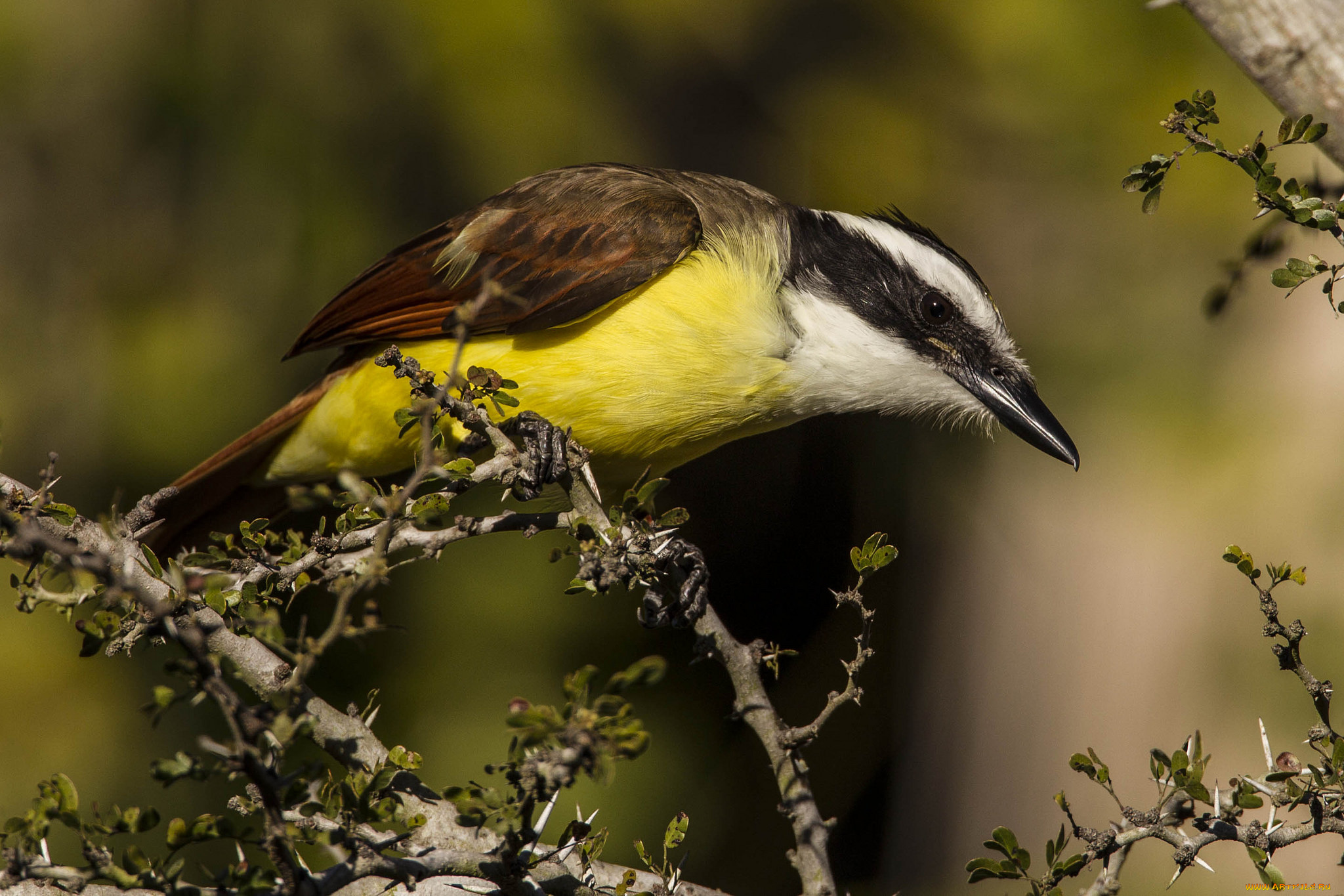 животные, птицы, птичка