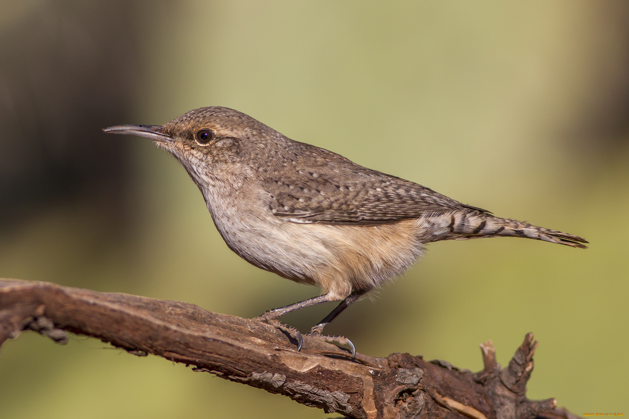 животные, птицы, птичка
