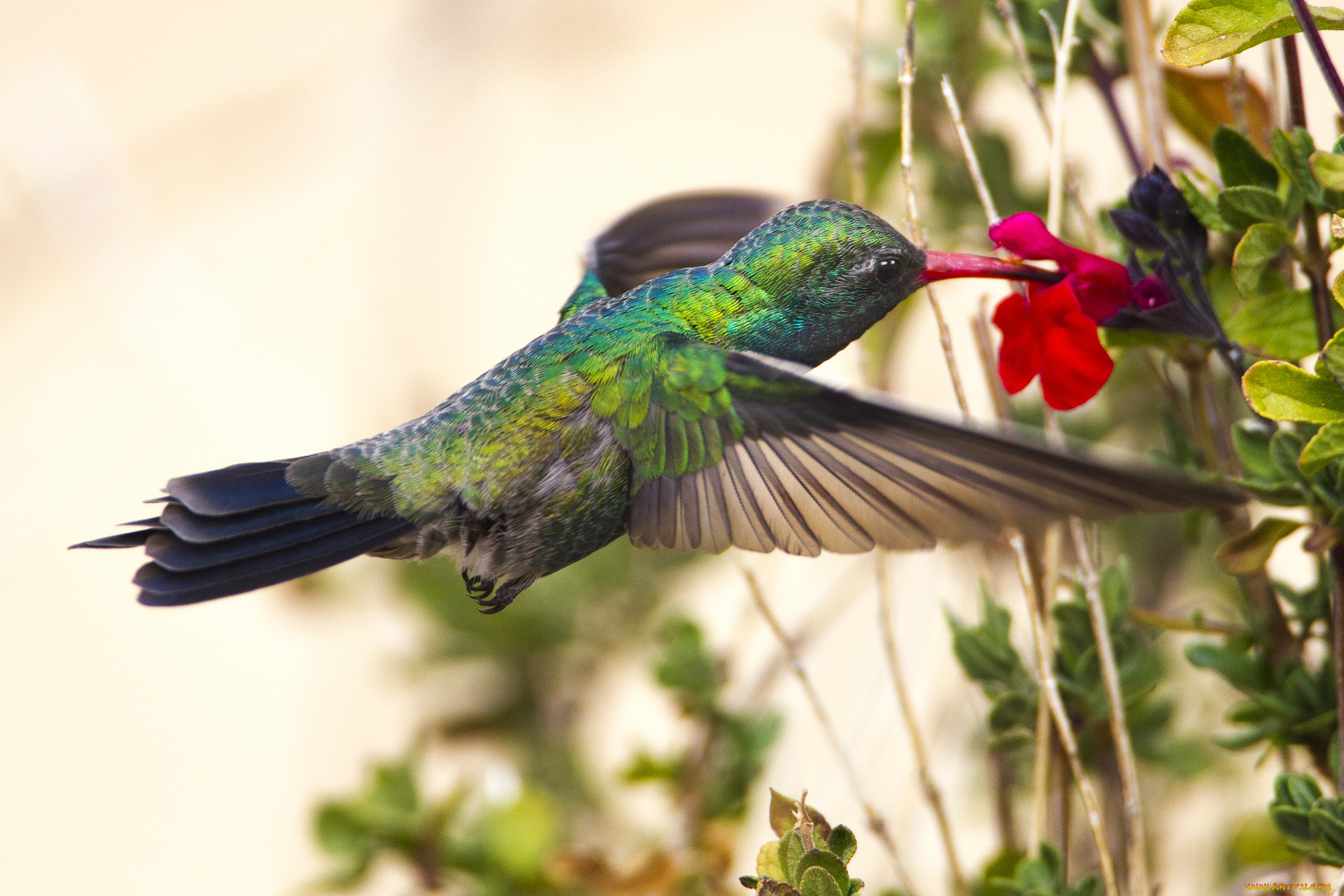 животные, колибри, птичка