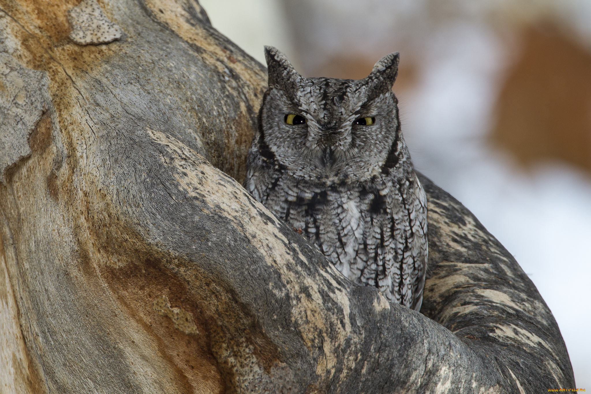 животные, совы, сова