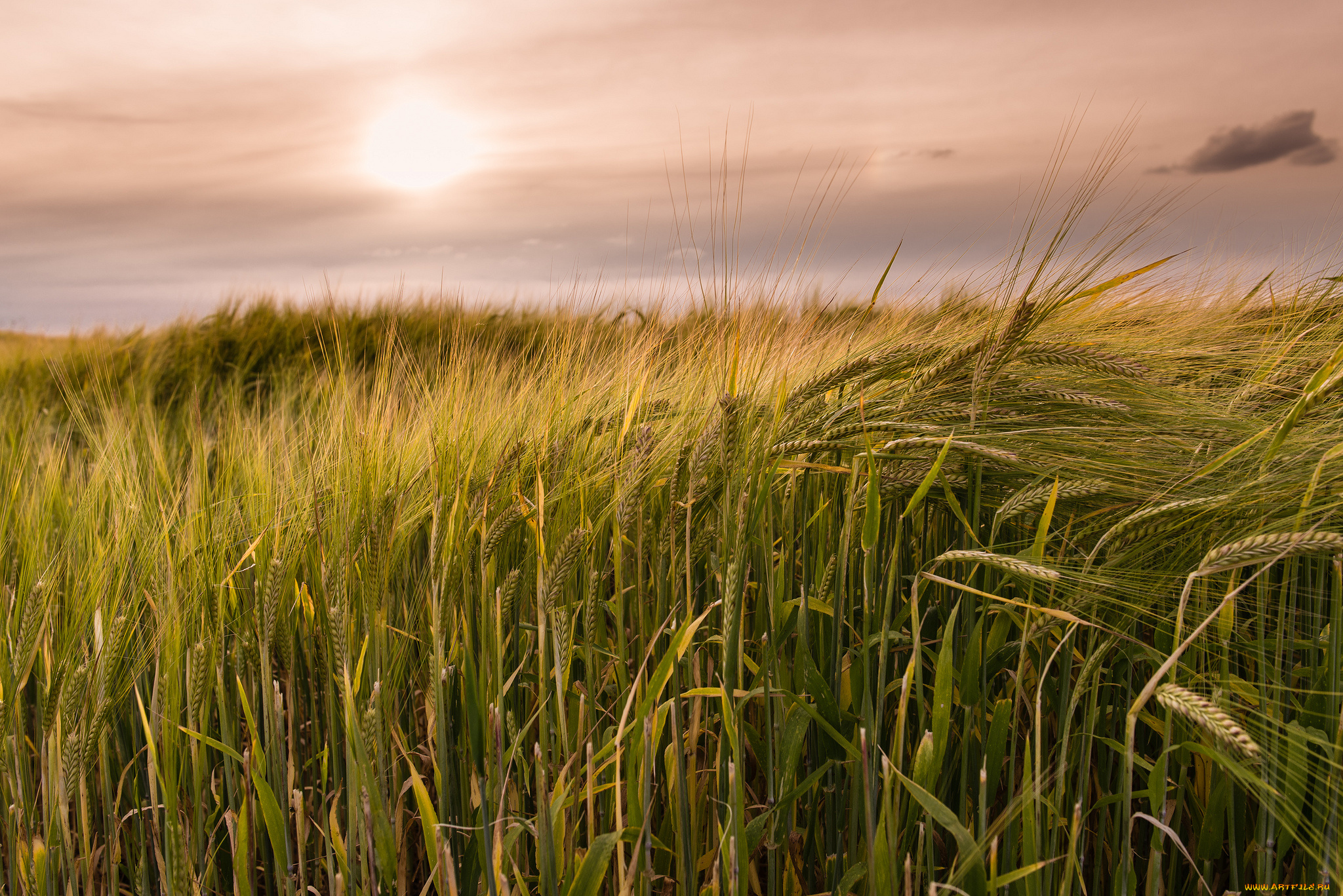 природа, поля, рожь, поле