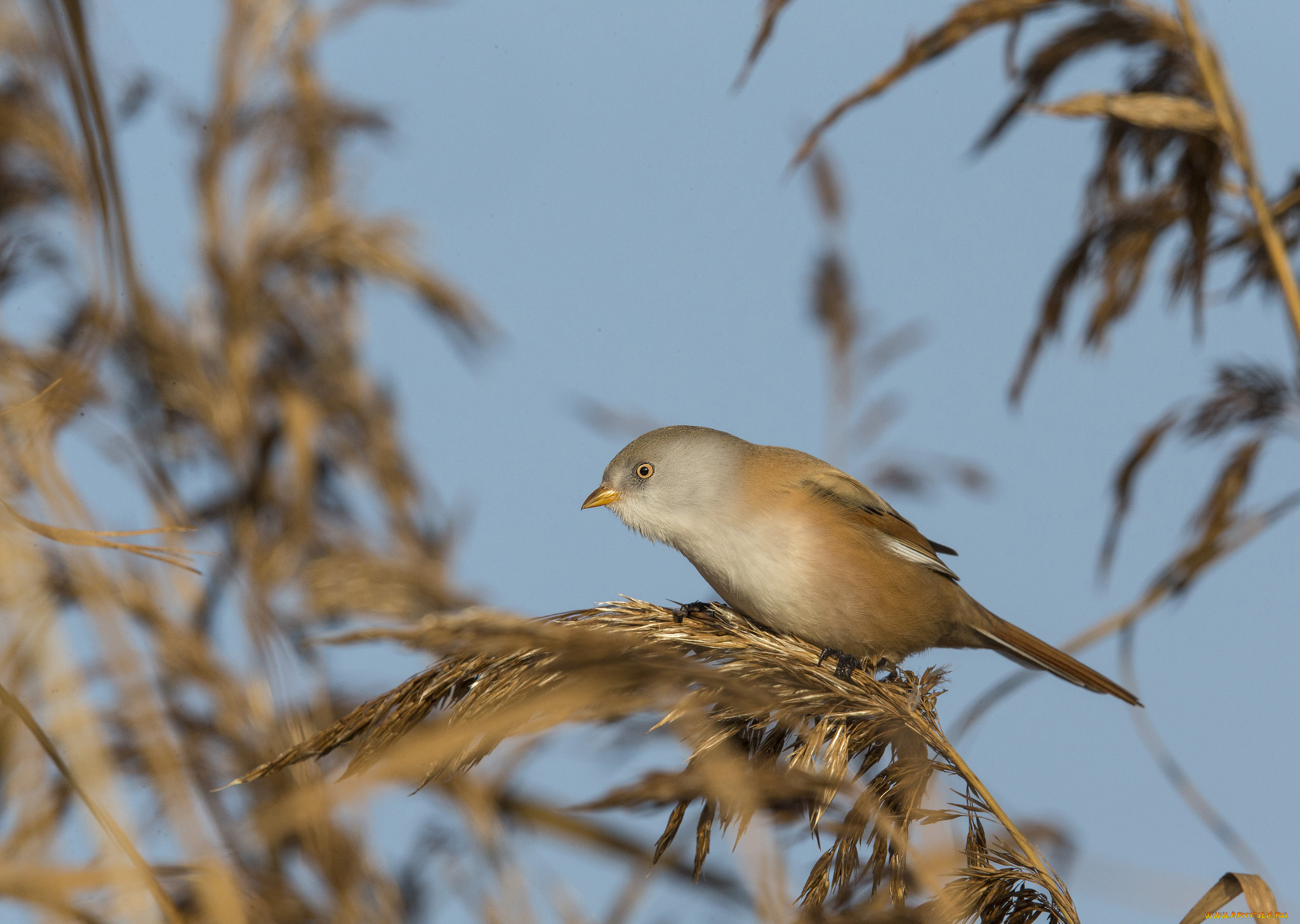 животные, птицы, растения, трава, птичка, осень, небо