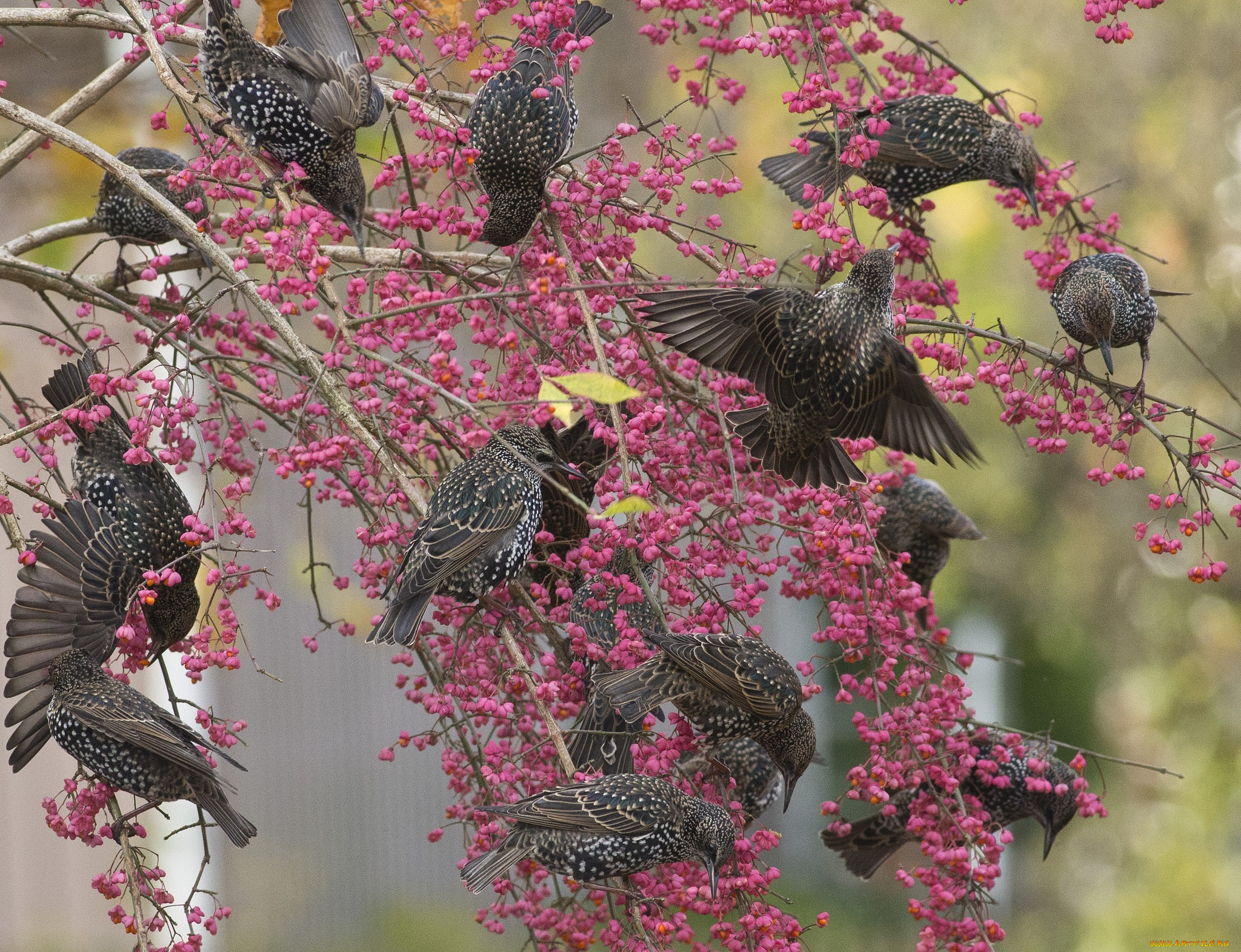 животные, вороны, , грачи, , галки, стая, цветы, цветение, ветки, куст, грачи, птицы