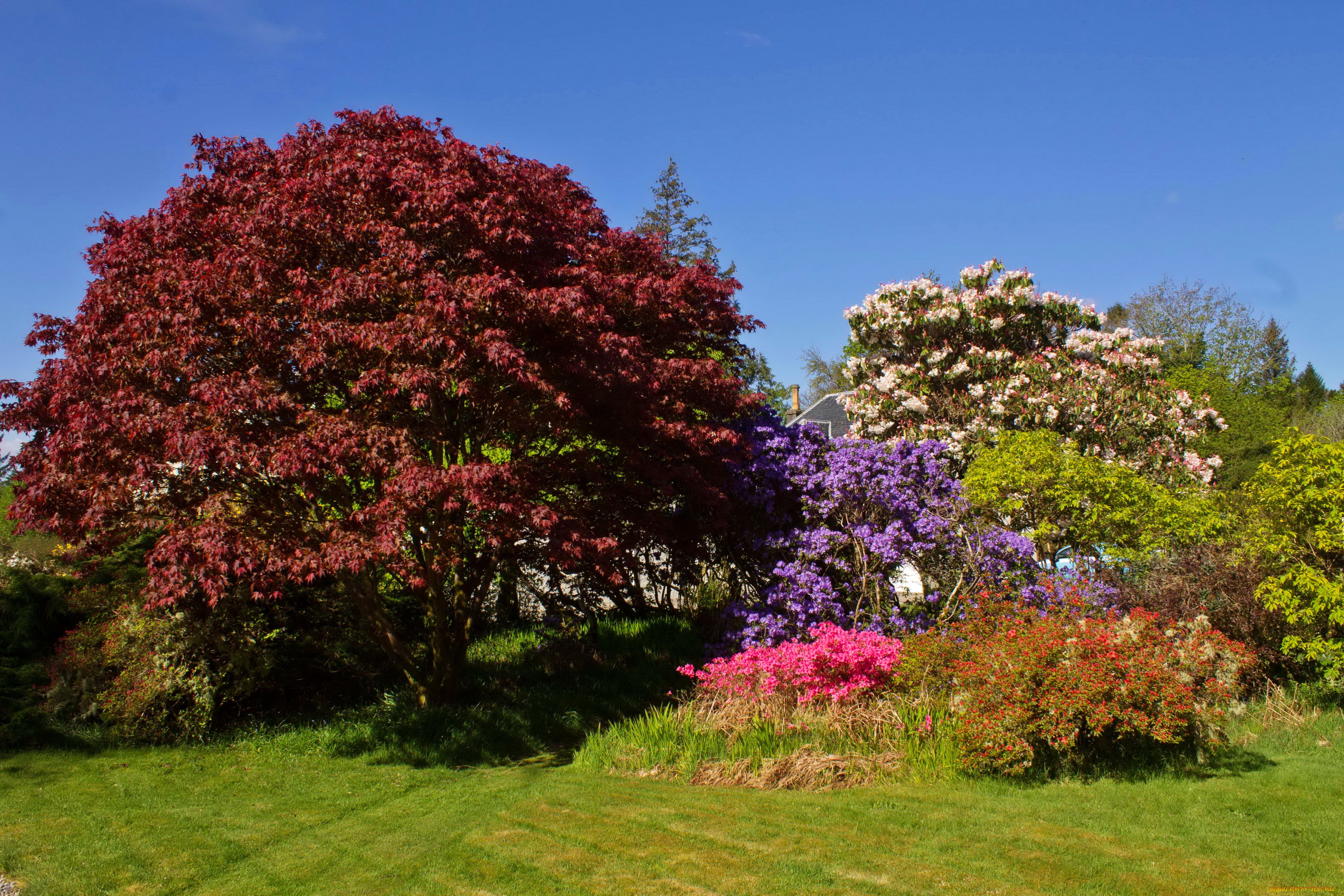 attadale, gardens, strathcarron, scotland, природа, парк, деревья, сад, кусты