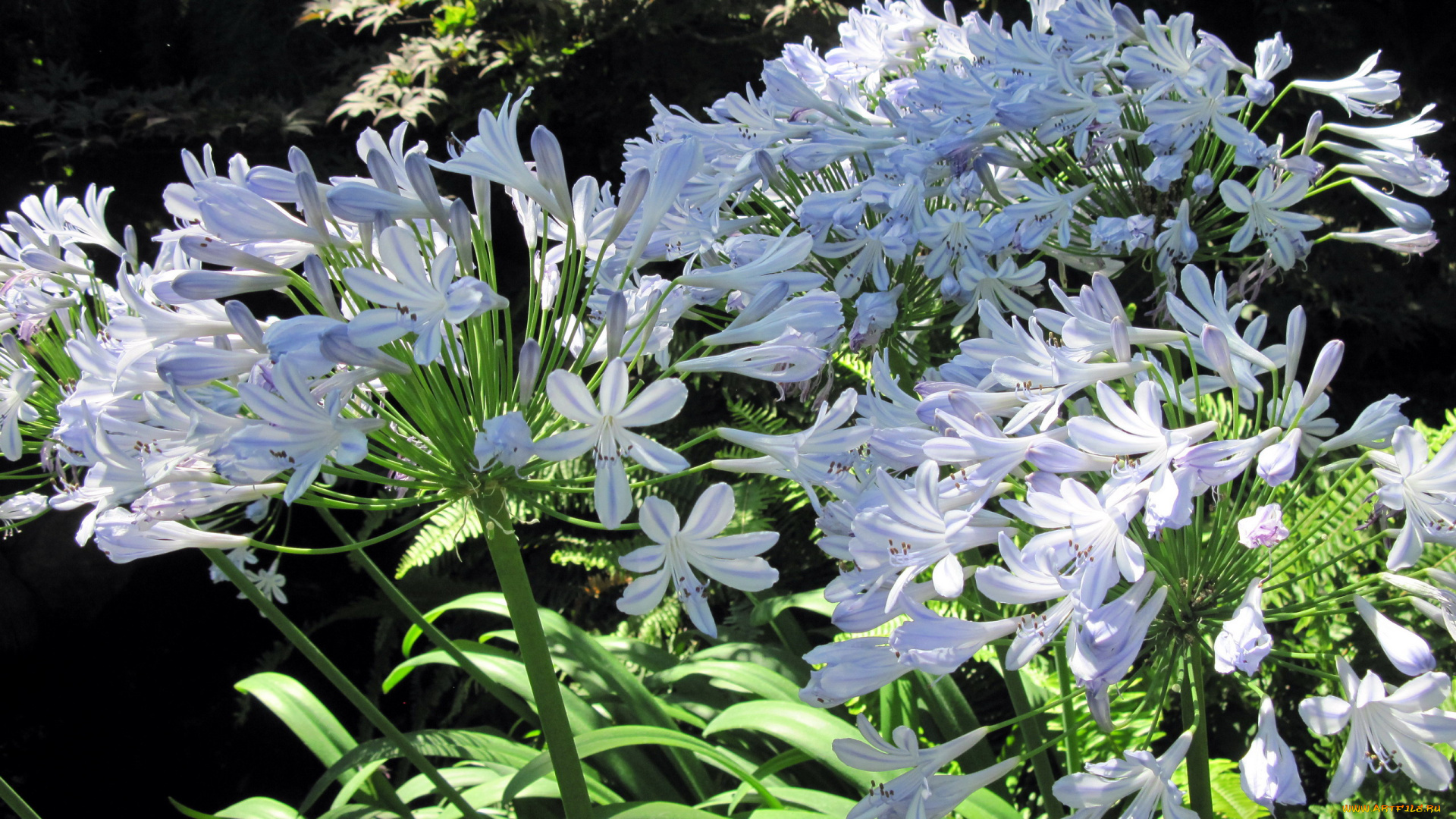 цветы, агапантус, , африканская, лилия, соцветия