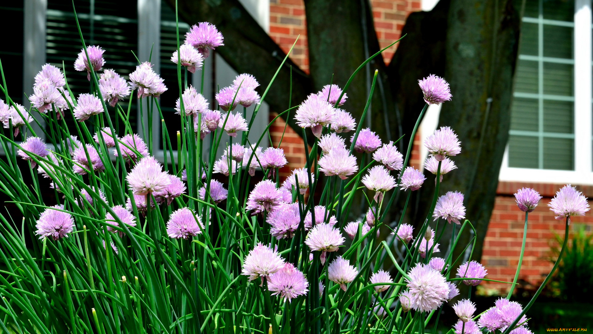 цветы, аллиум, , декоративный, лук, лук, декоративный