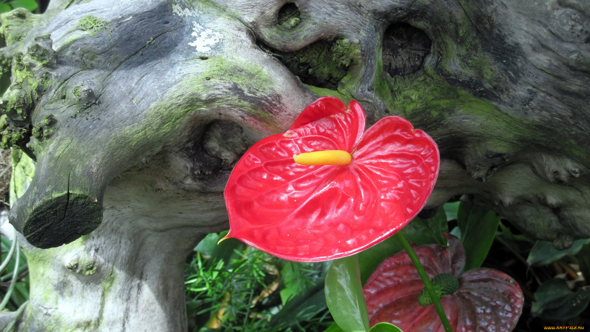 цветы, антуриум, , цветок, фламинго, алый