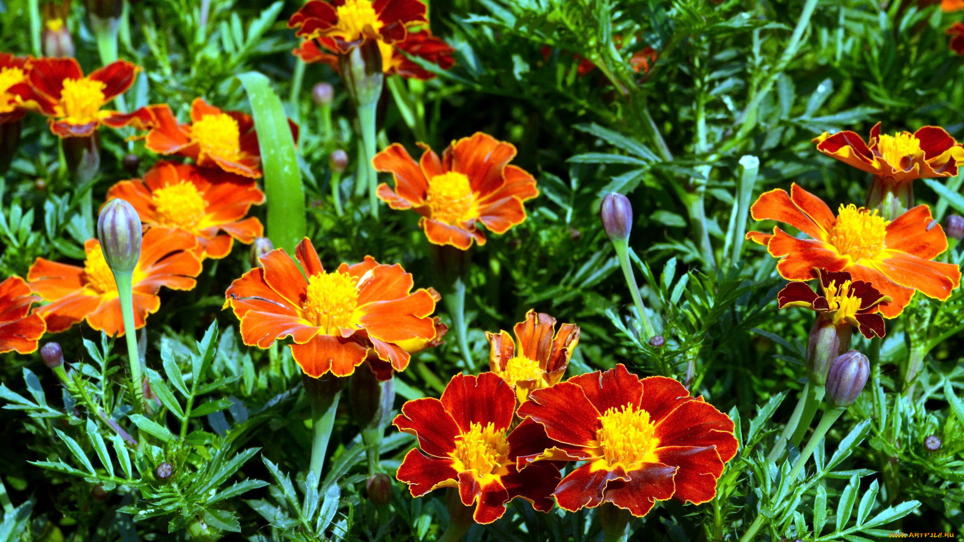 цветы, бархатцы, яркий