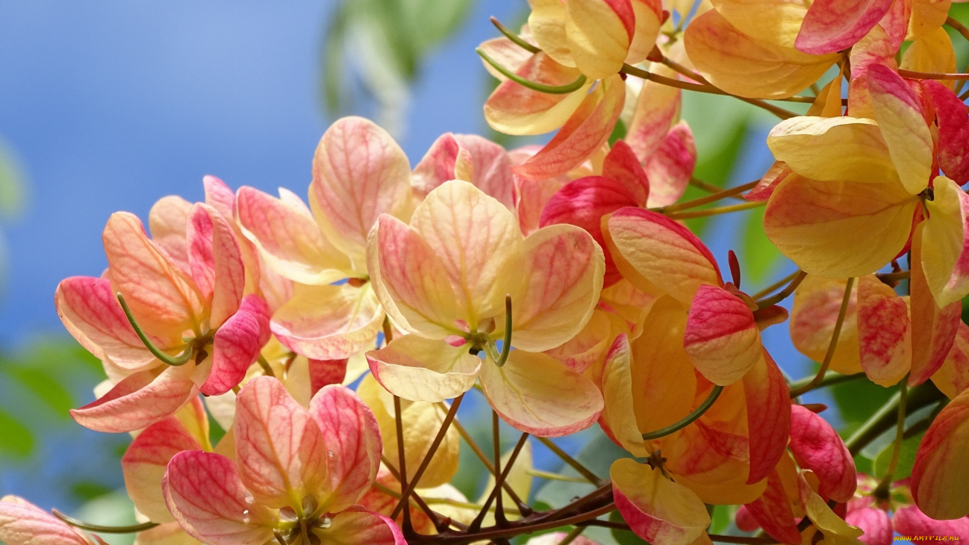 цветы, кассия, трубчатая, макро, лепестки, цветки