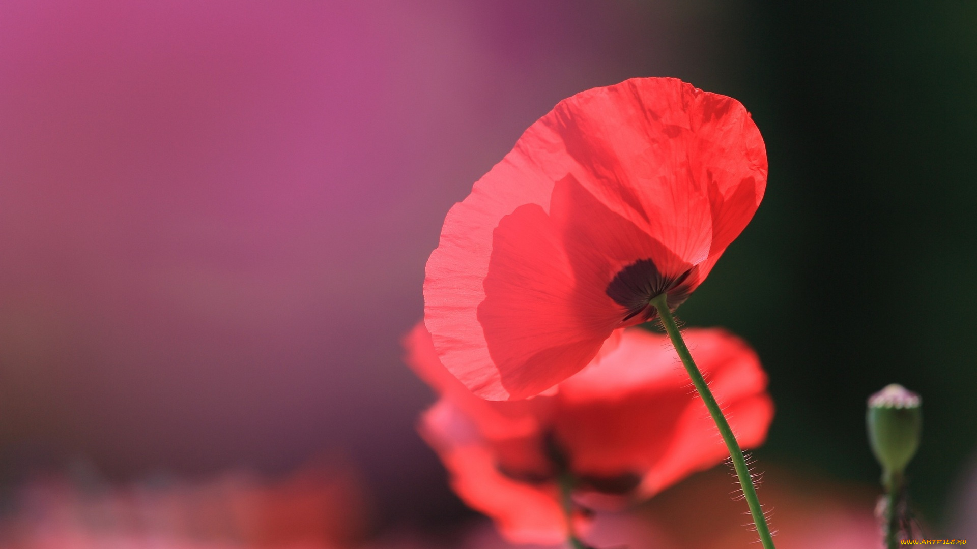 цветы, маки, бутон, алые, красные