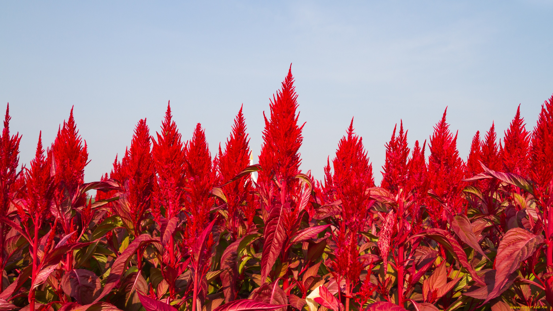 цветы, петушиный, гребень, стебель, листья