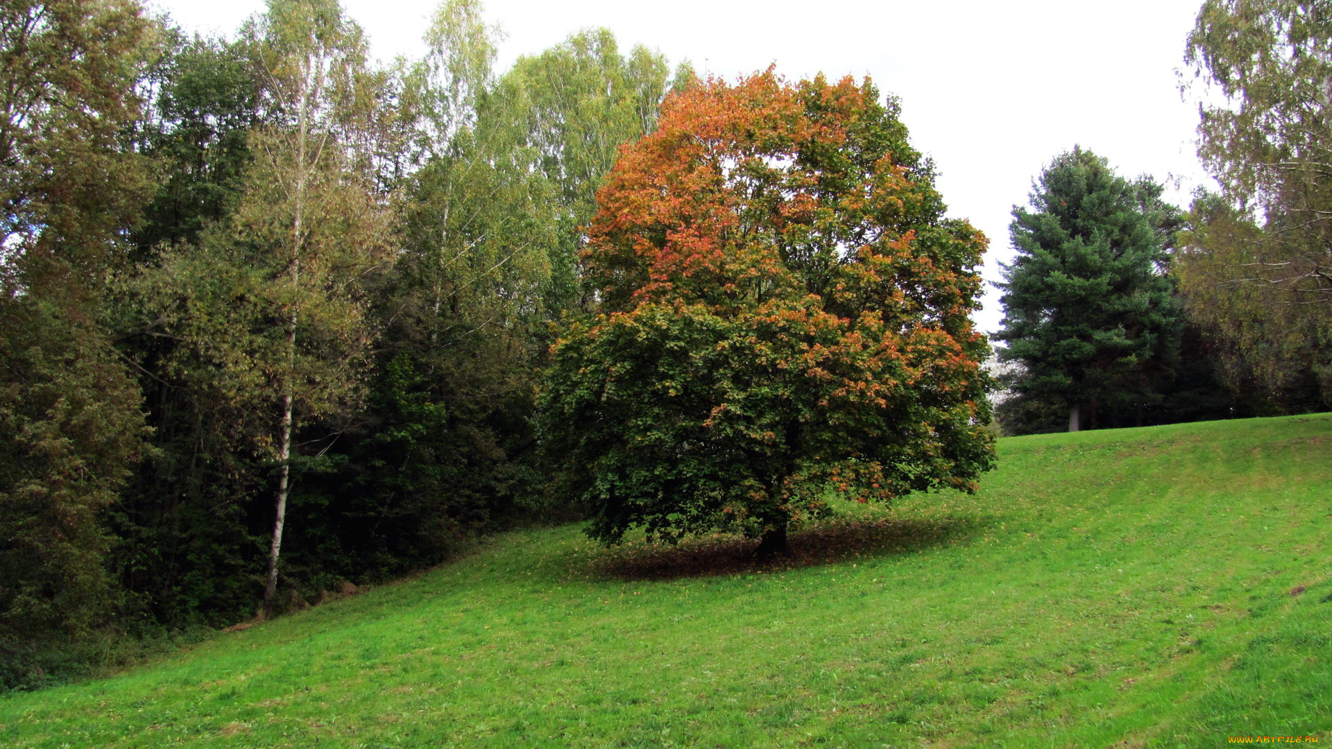 природа, деревья, трава