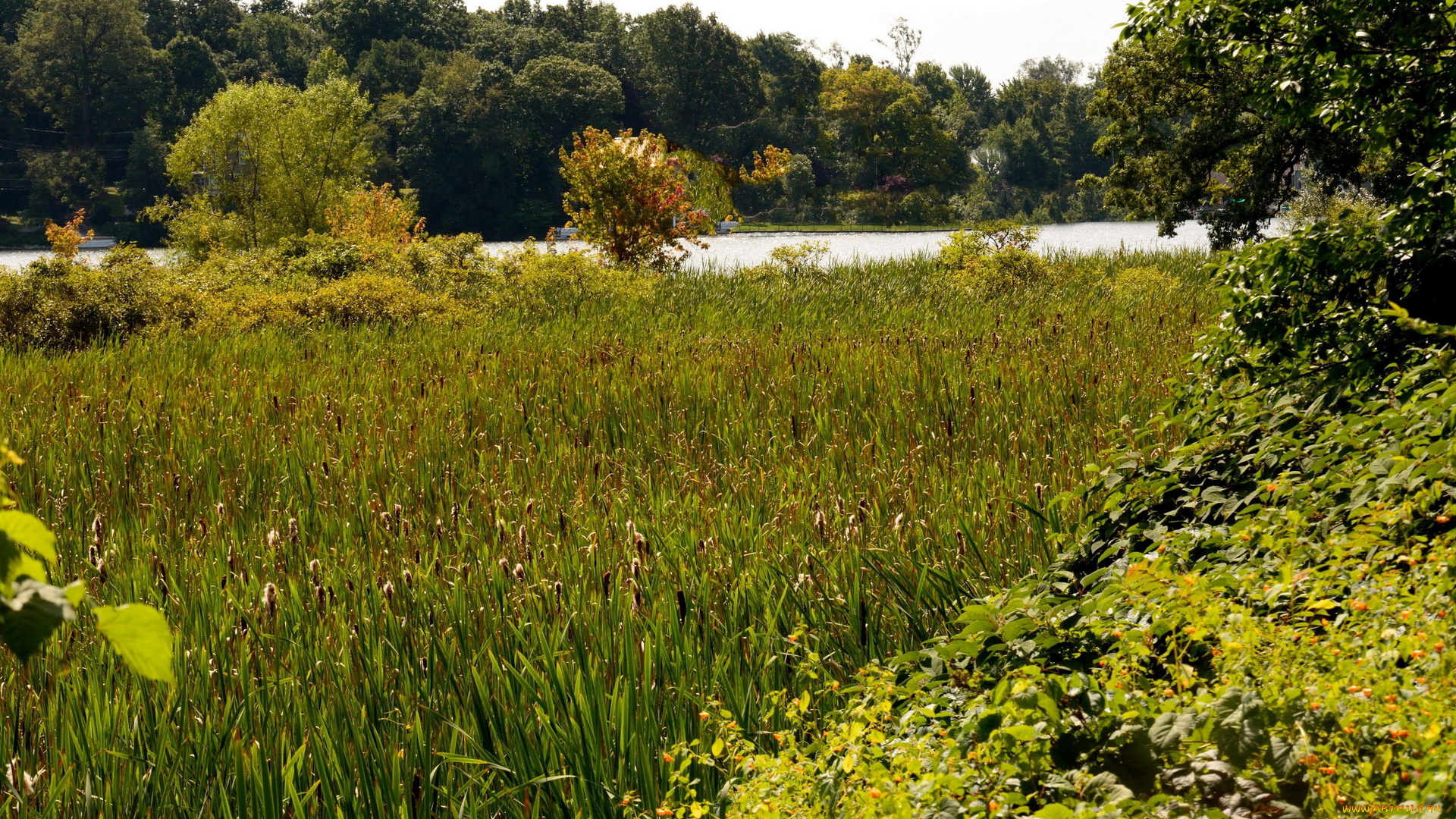 природа, реки, озера, деревья, река, камыши