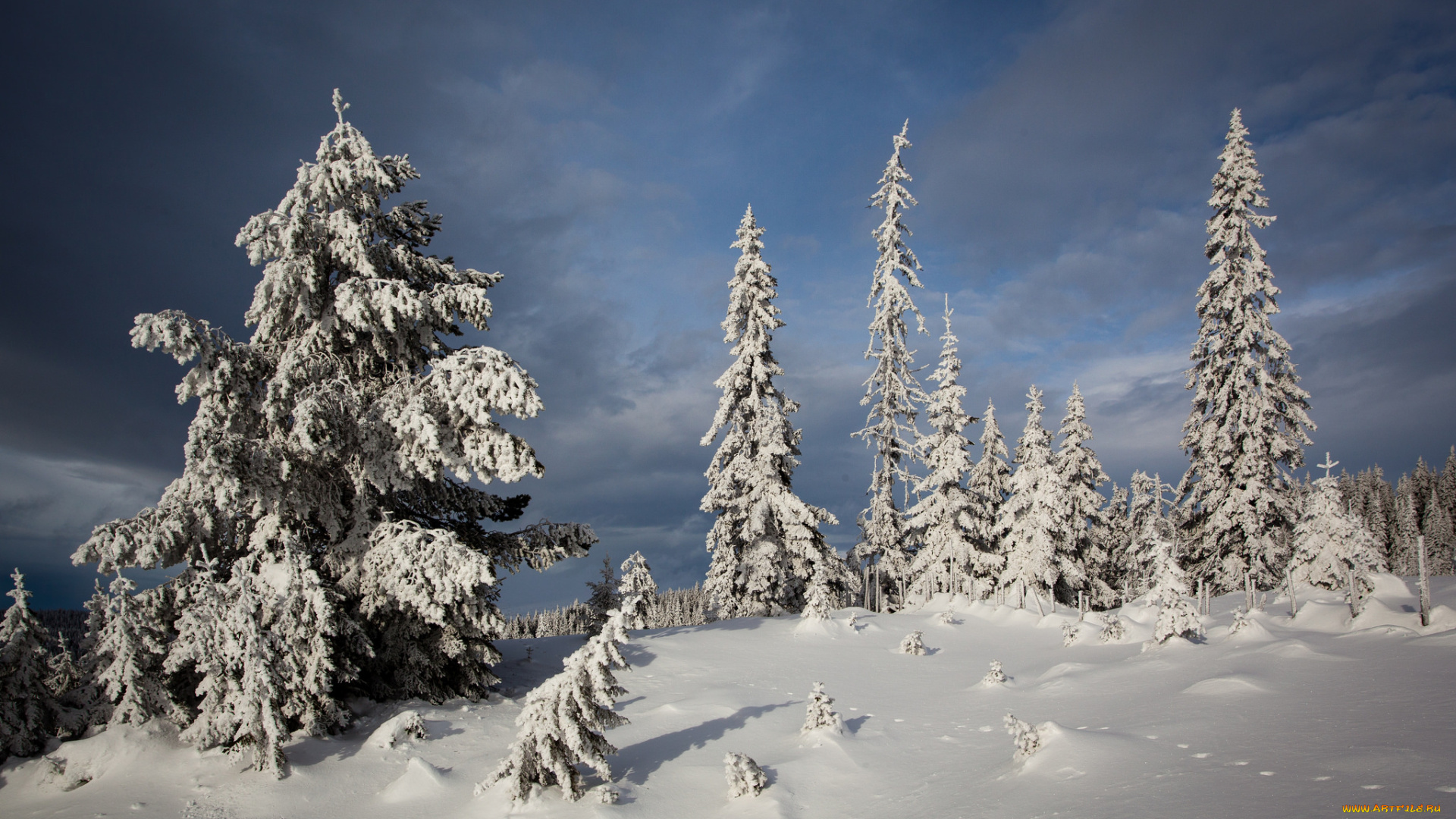 природа, зима, ели, снег