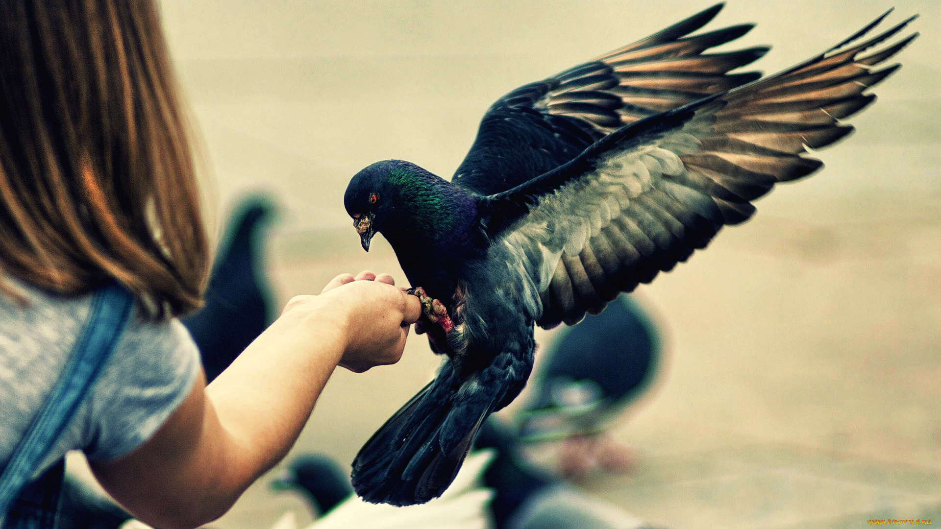 животные, голуби, голубь, рука