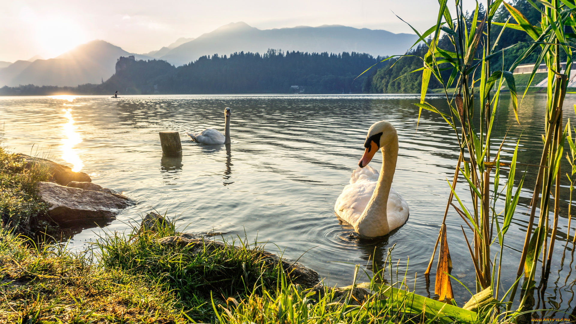 животные, лебеди, озеро