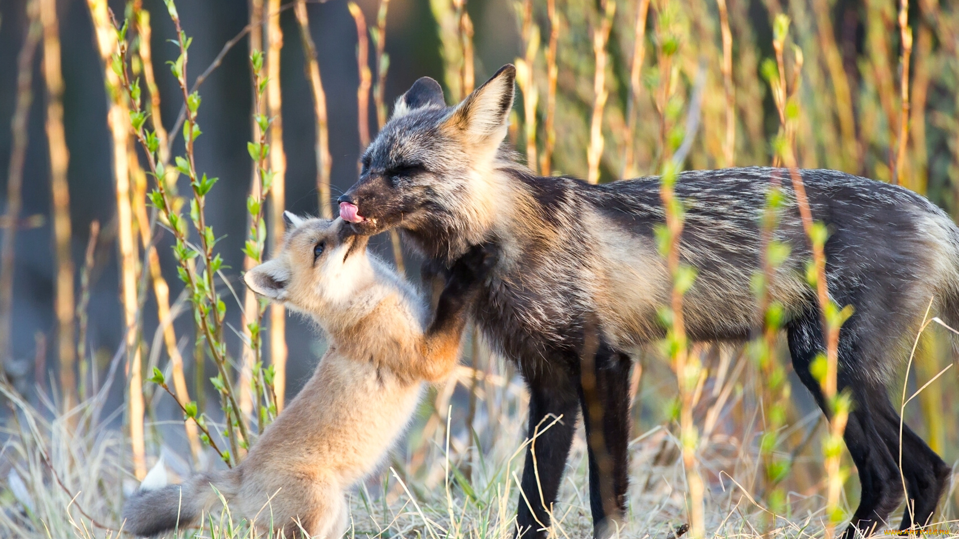 животные, лисы, лисёнок, любовь, детёныш, лиса