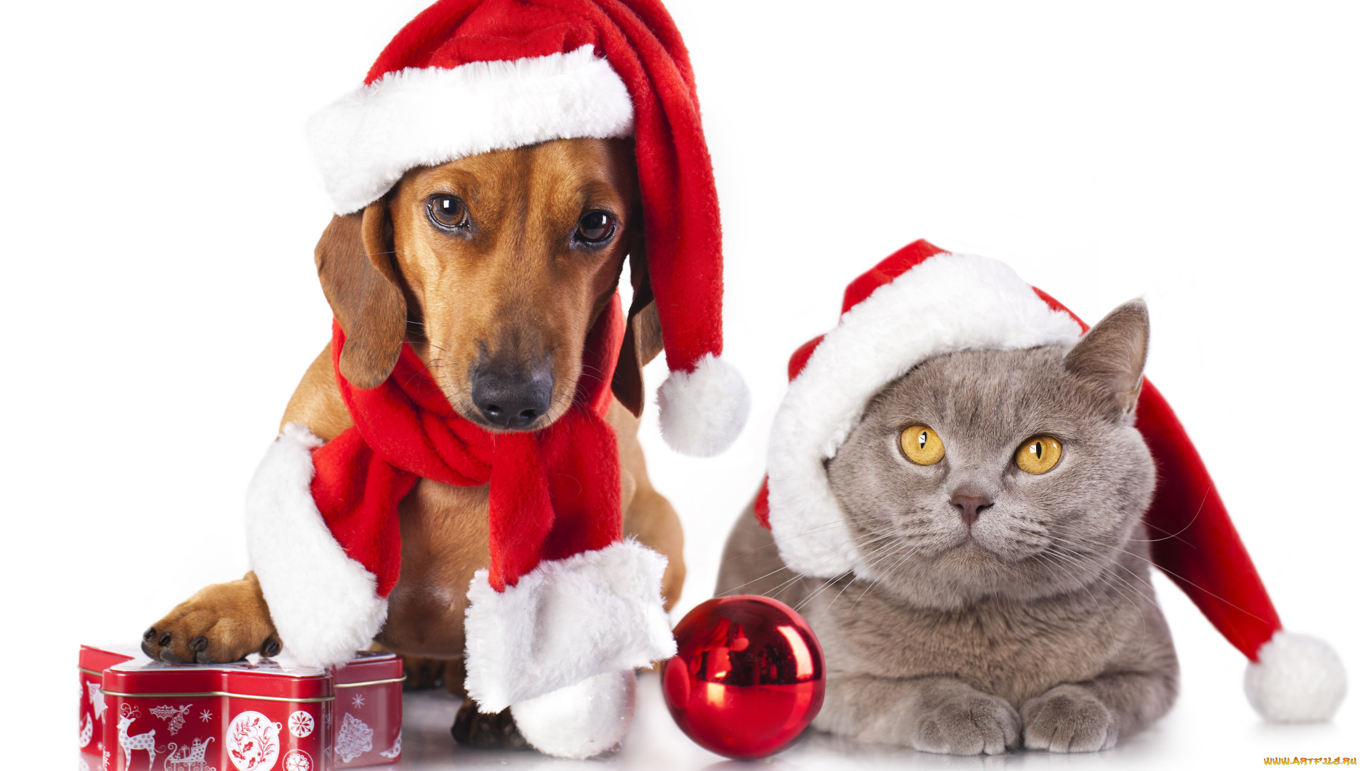 животные, разные, вместе, шарф, колпаки, кот, собака, шарик, игрушка, сладости, коробочка