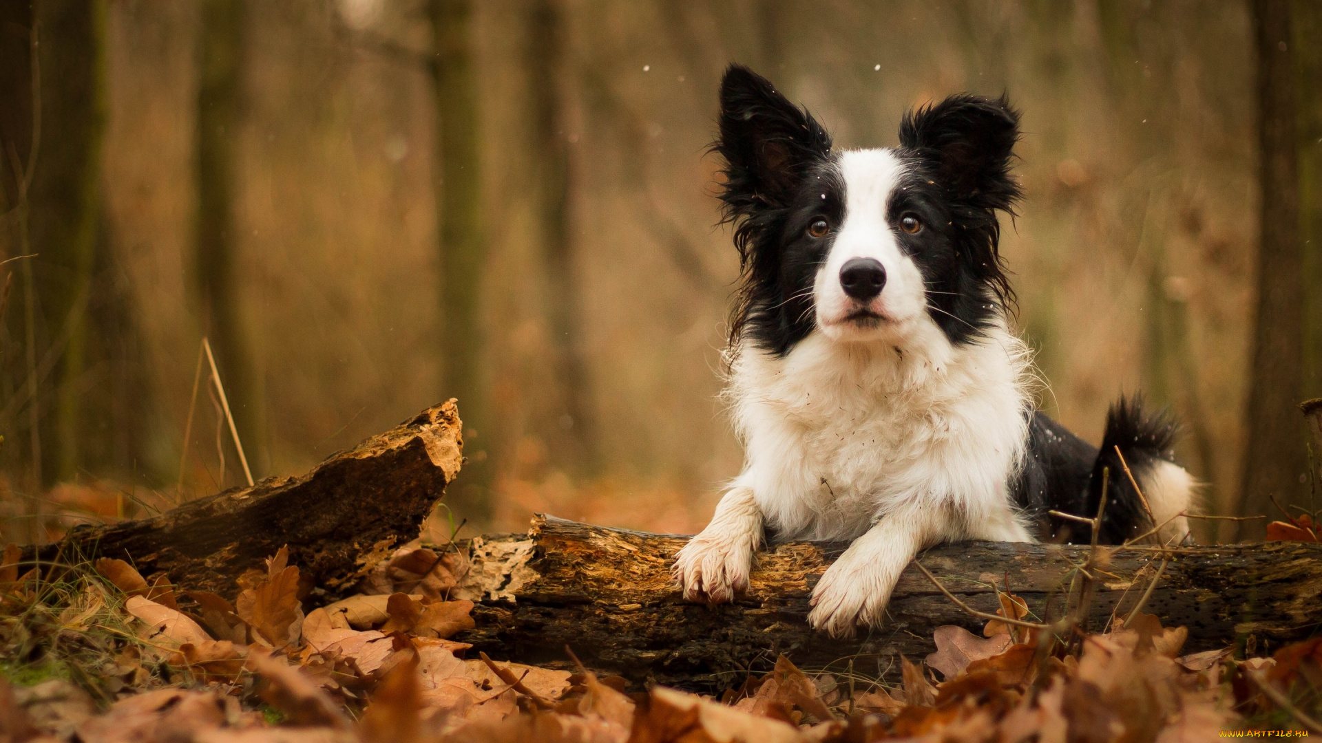 животные, собаки, собака, осень, листья, бревно