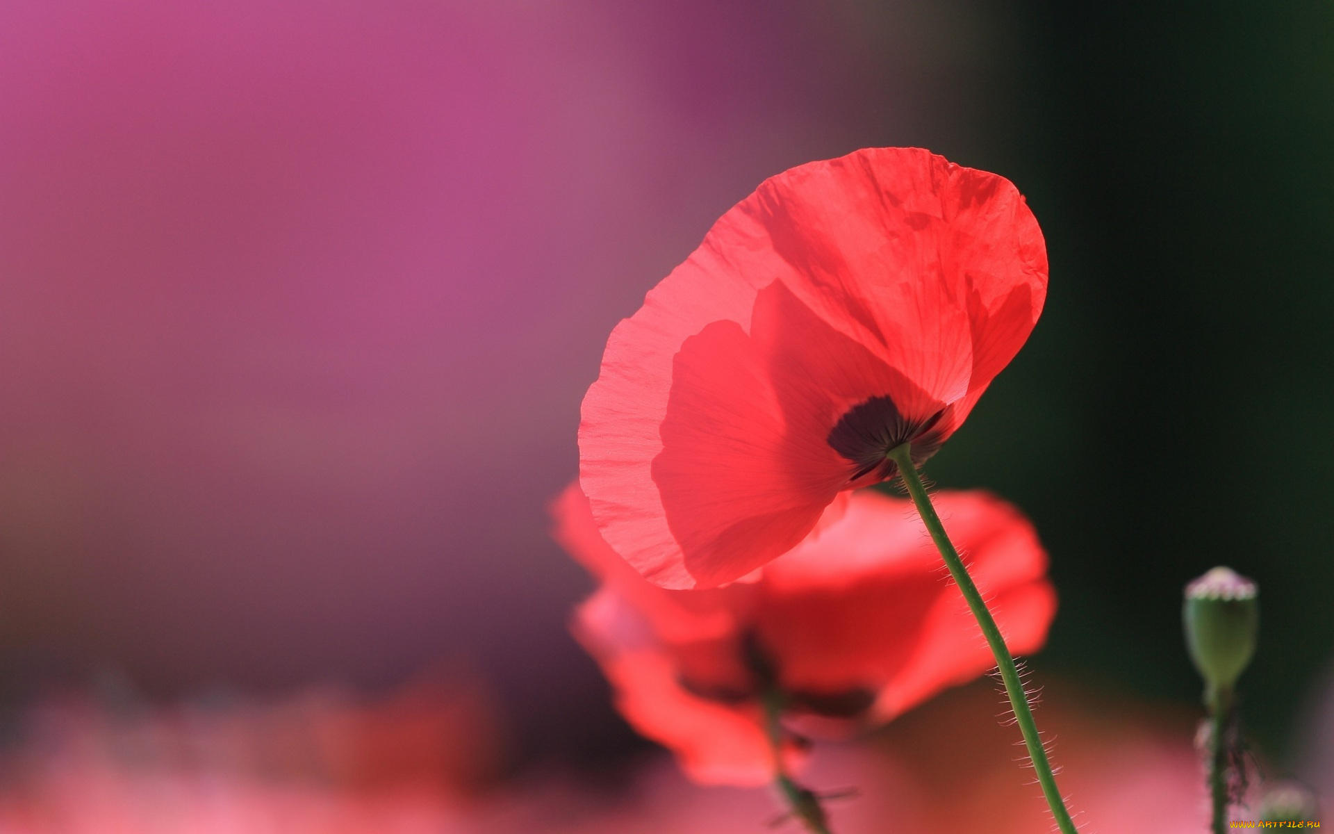 цветы, маки, бутон, алые, красные