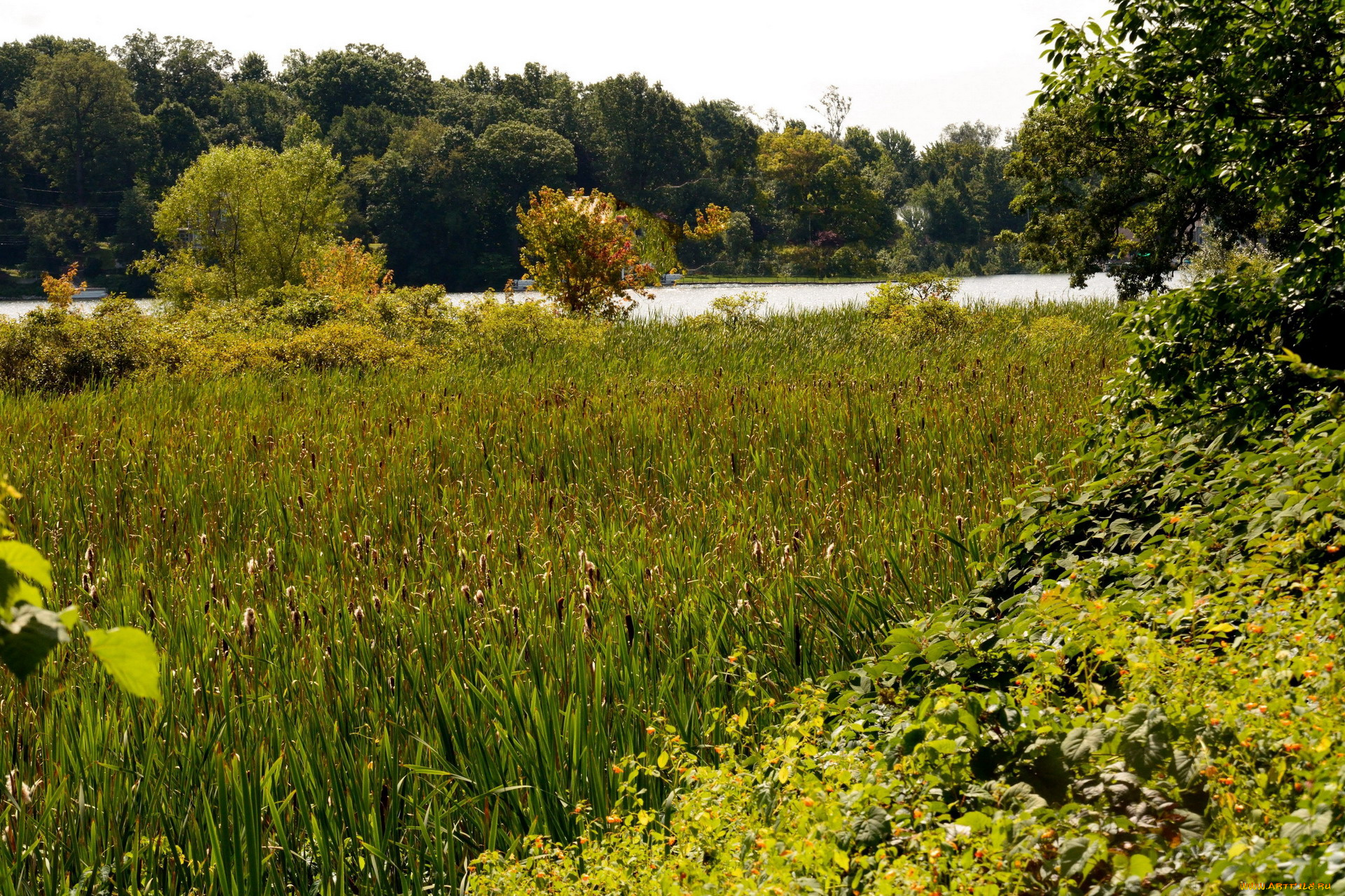 природа, реки, озера, деревья, река, камыши