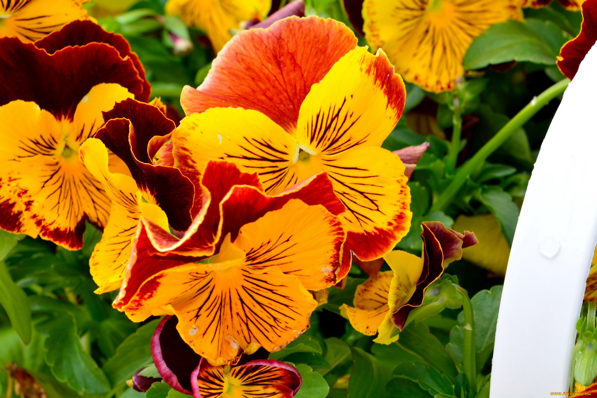 цветы, анютины, глазки, , садовые, фиалки, оранжевый