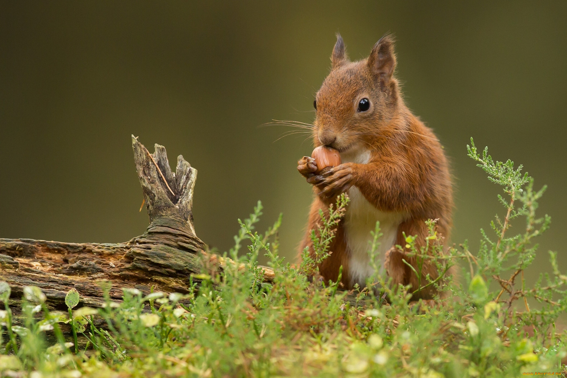 животные, белки, трава, коряга, орешек, рыжая, белка